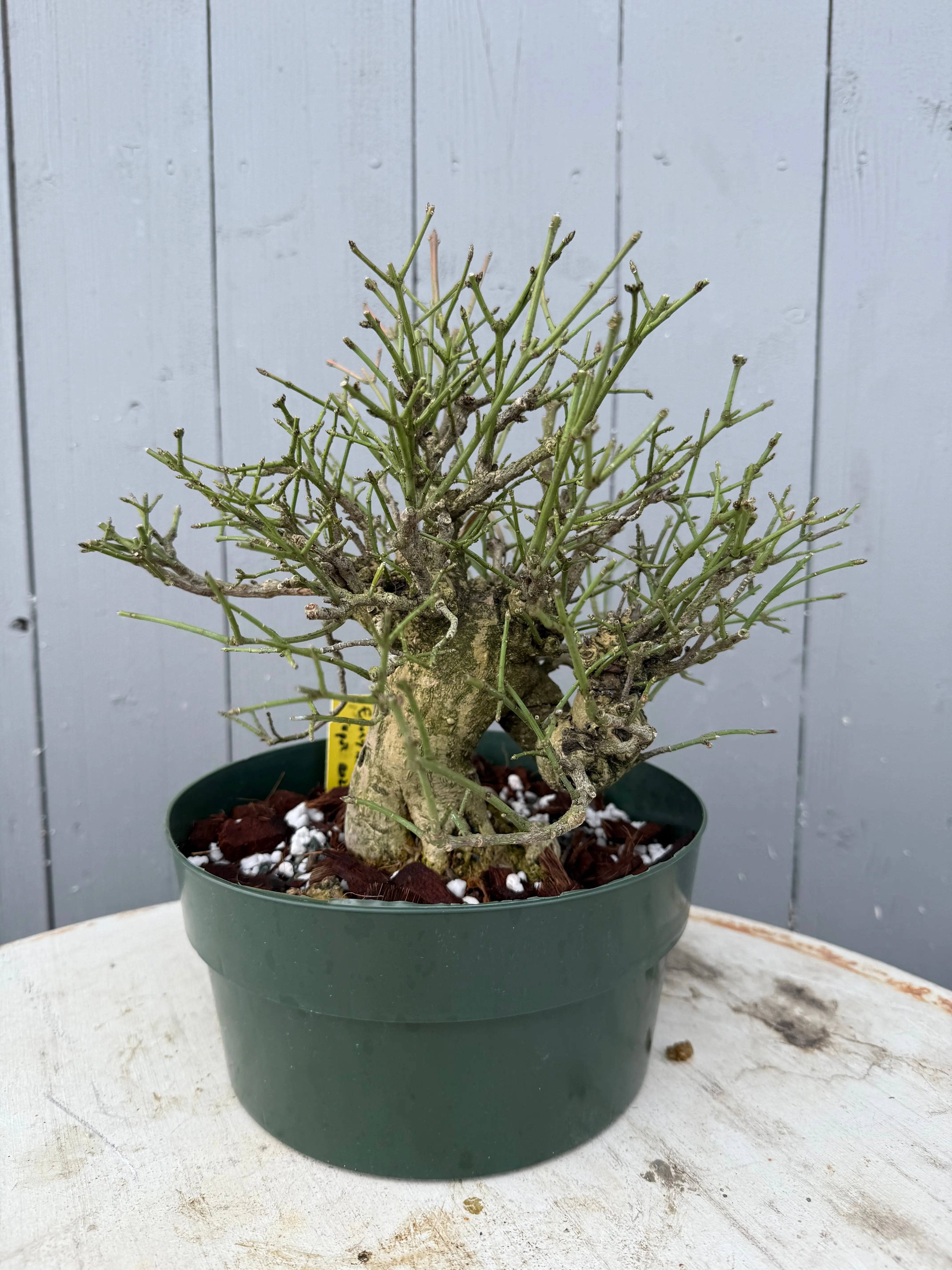 Euonymus Canada Bonsai