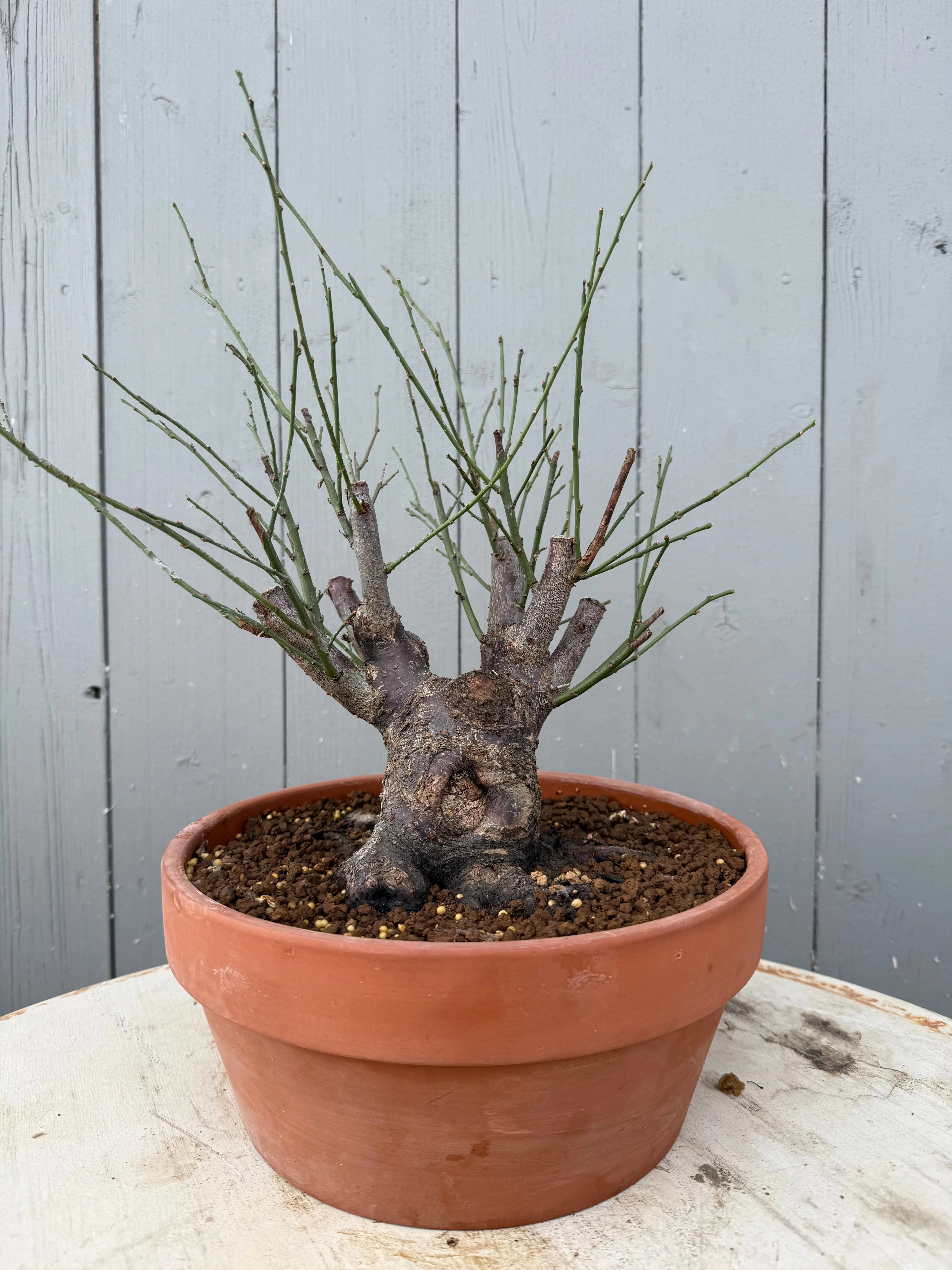 Prunus mume 'Dà gōngfěn' Canada Bonsai