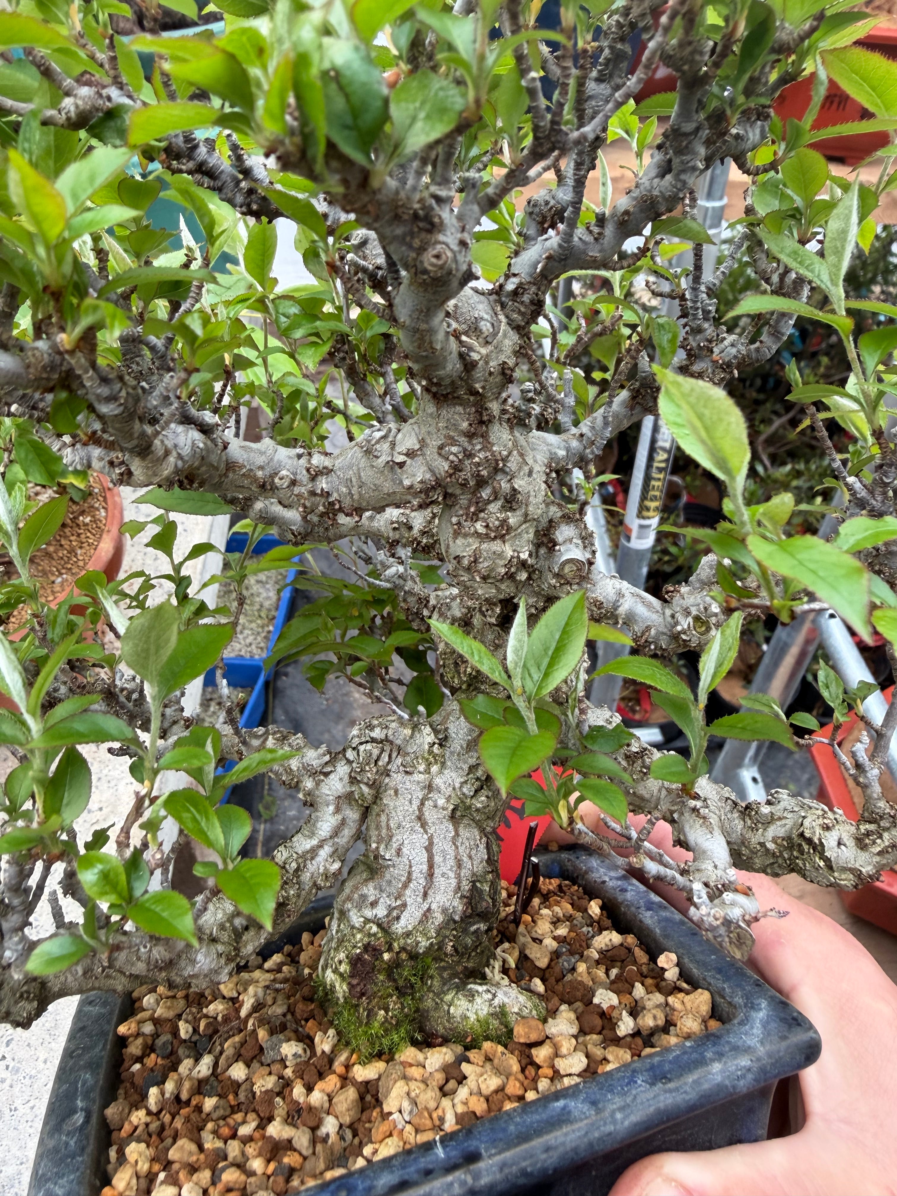 Ligustrum Arakawa *Voir note*
