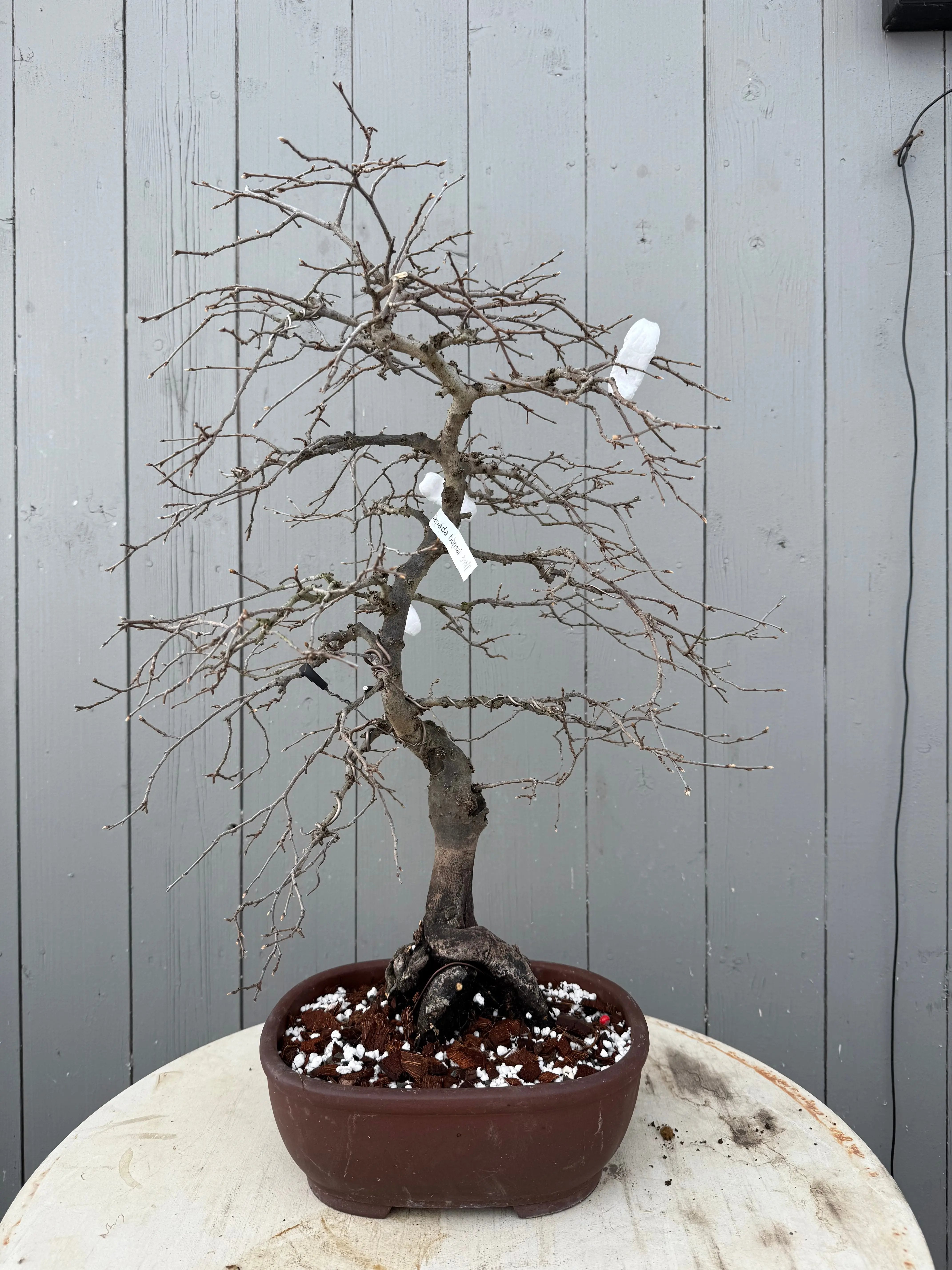Diospyros rhombifolia Canada Bonsai