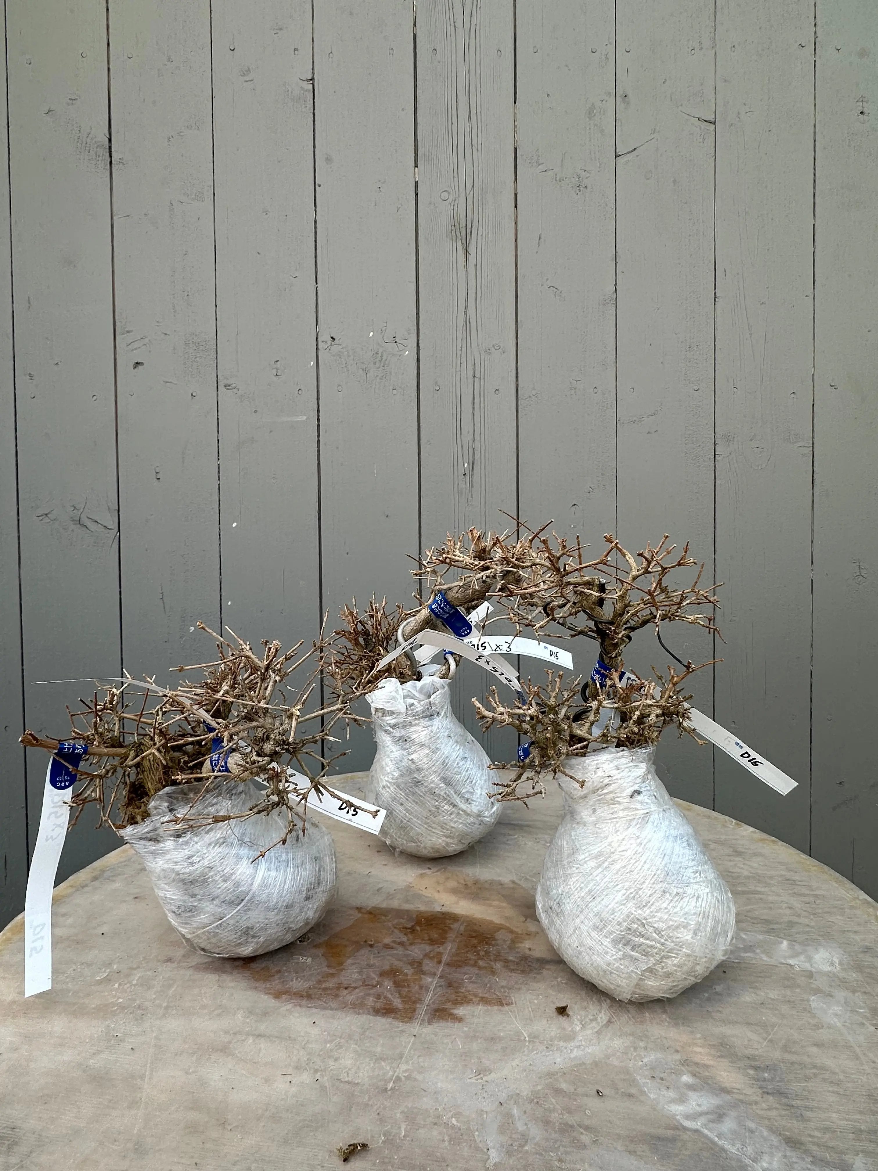 Premna japonica Canada Bonsai