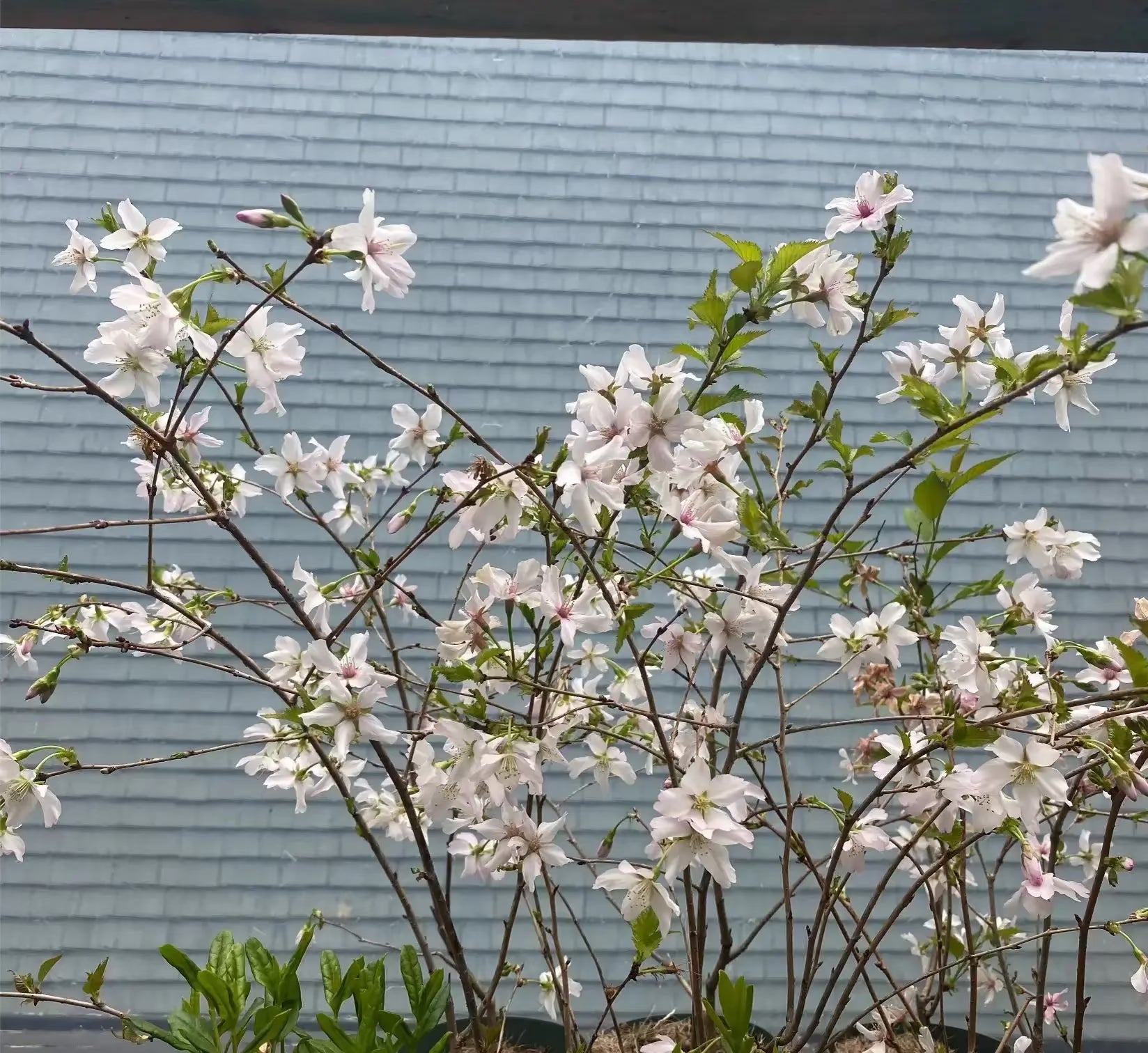 Prunus nipponica Canada Bonsai