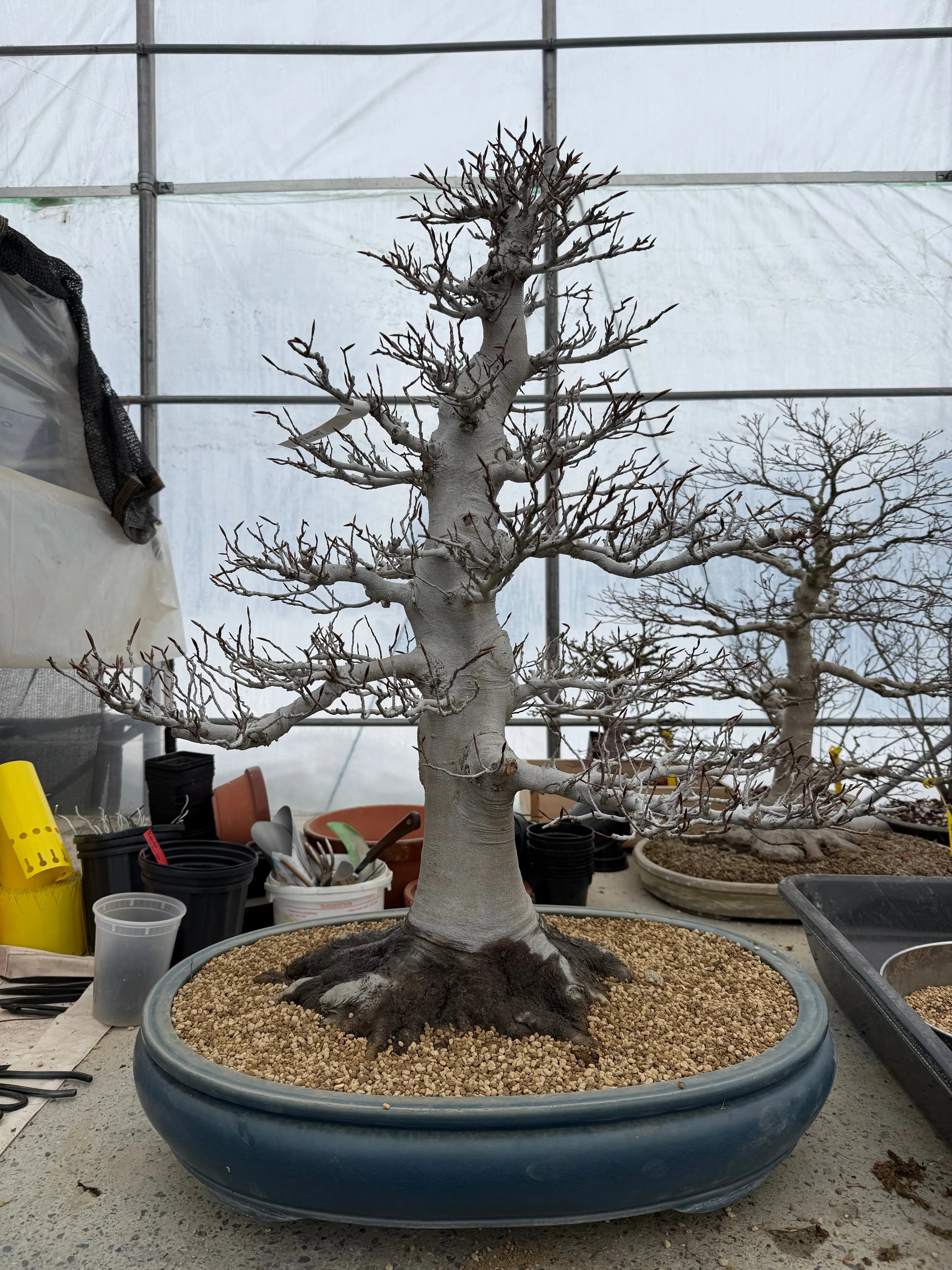 Fagus crenata Canada Bonsai