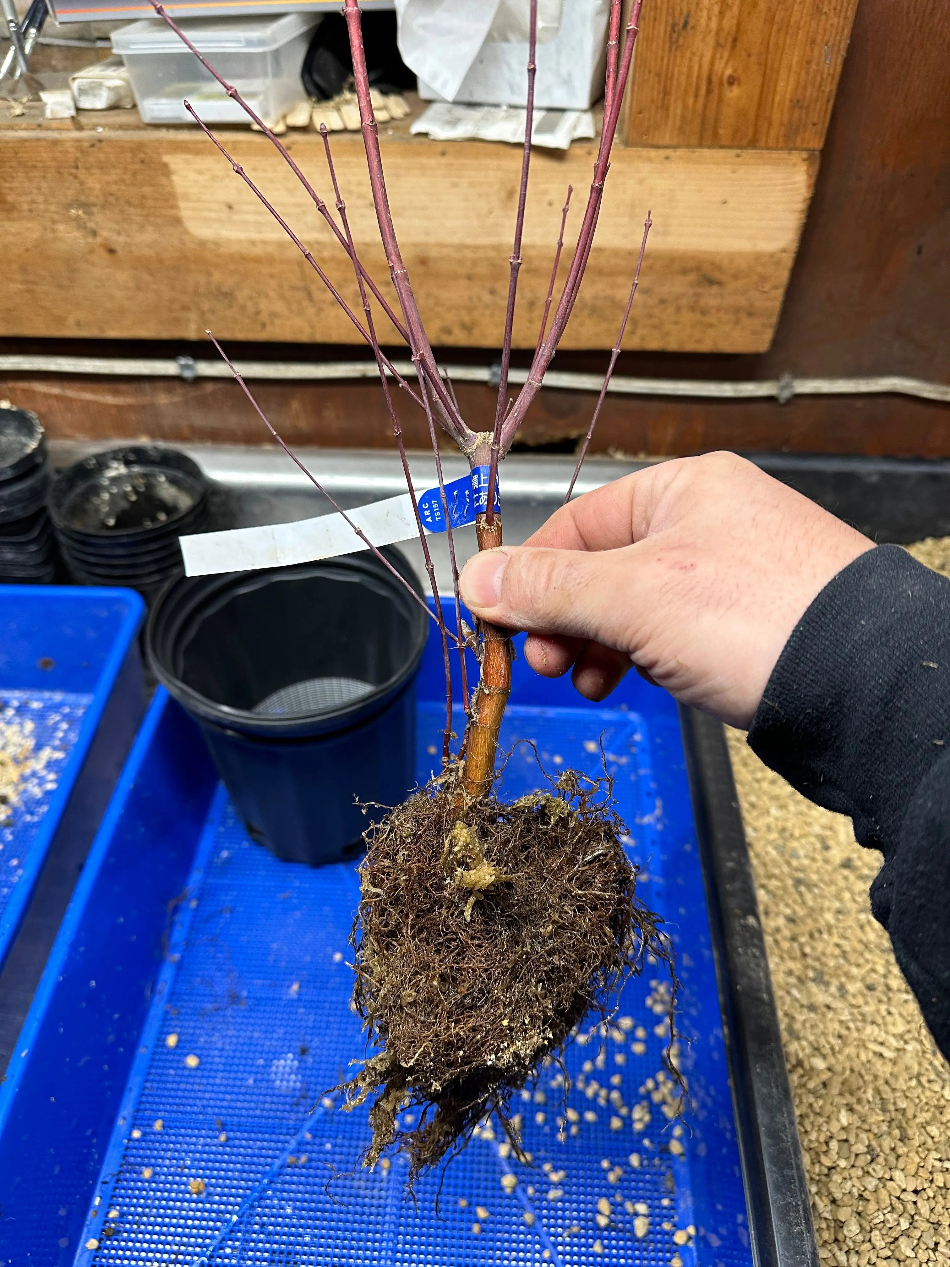 Acer palmatum 'Deshojo' Canada Bonsai