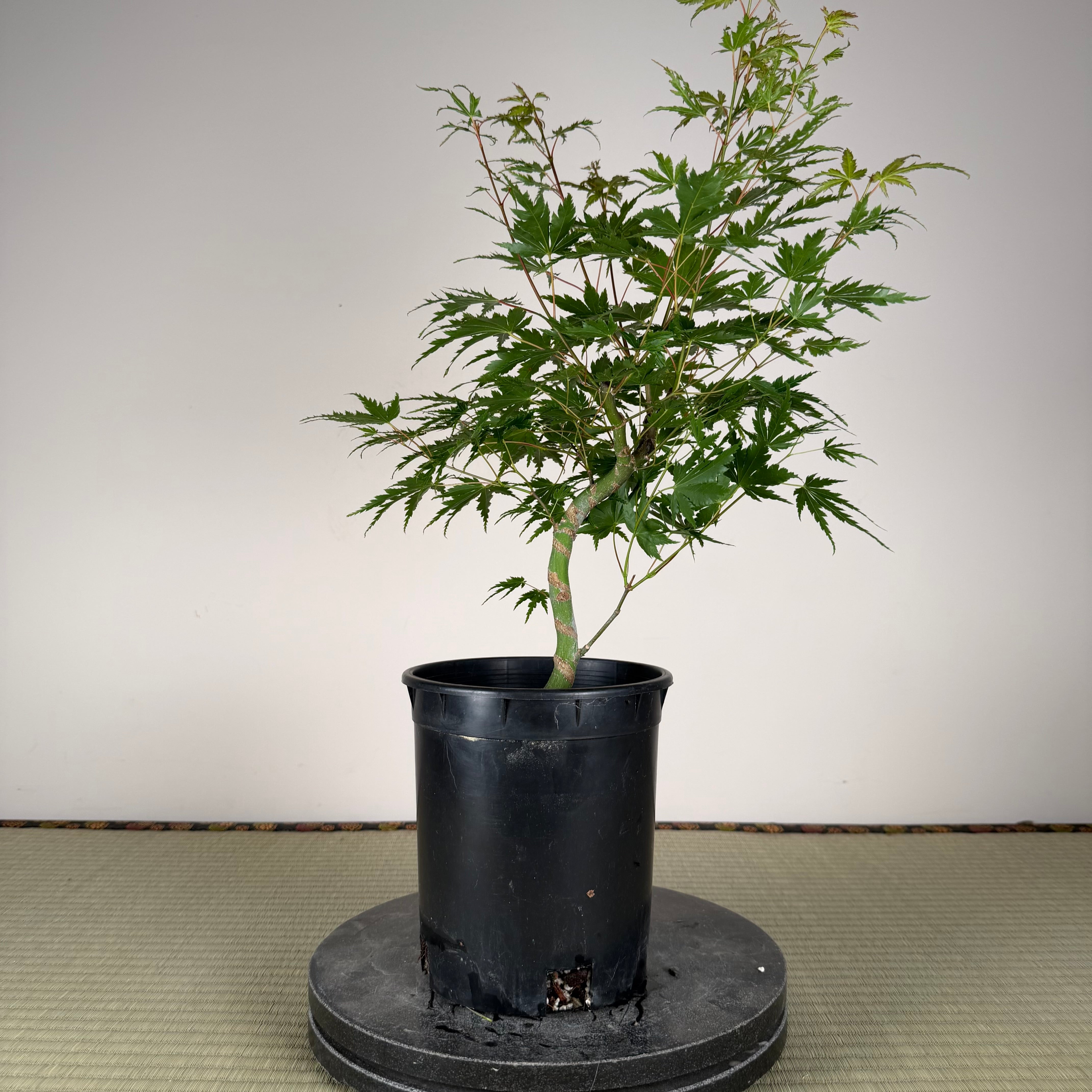 Acer palmatum 'Katsura' (taille réduite)
