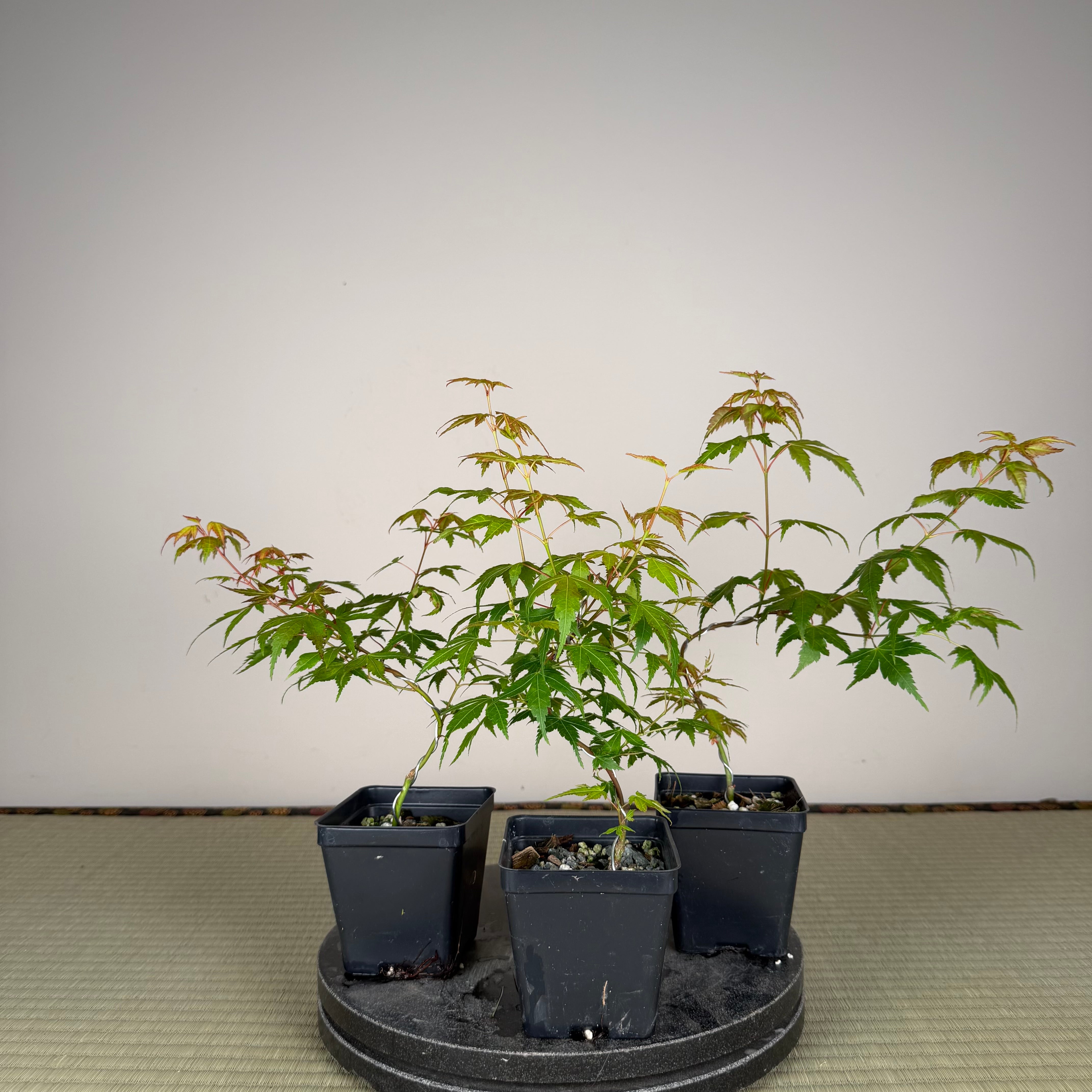 Acer palmatum 'Katsura' (wired)