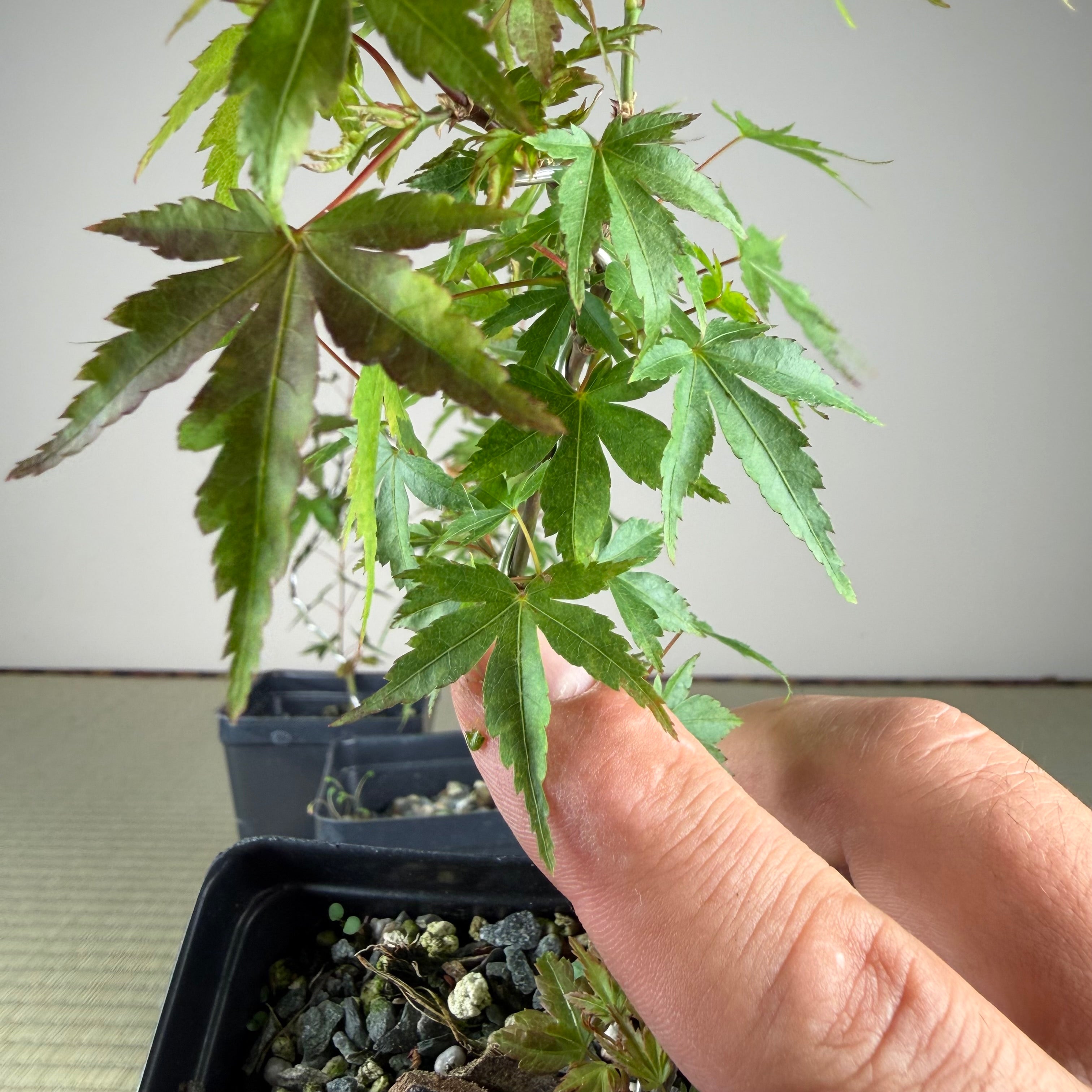 Acer palmatum 'Yves' Petites Feuiles' (wired)