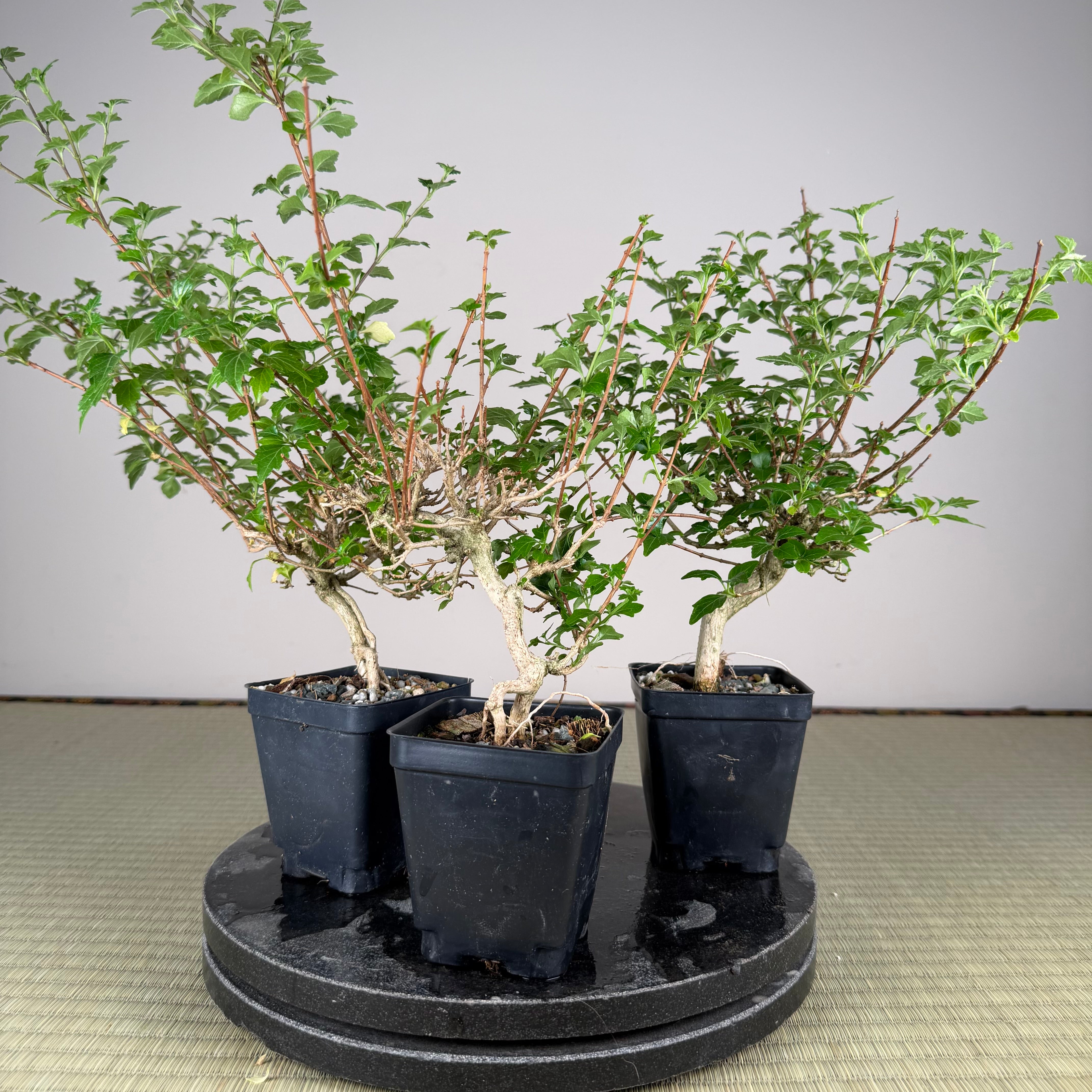 Premna japonica (large)