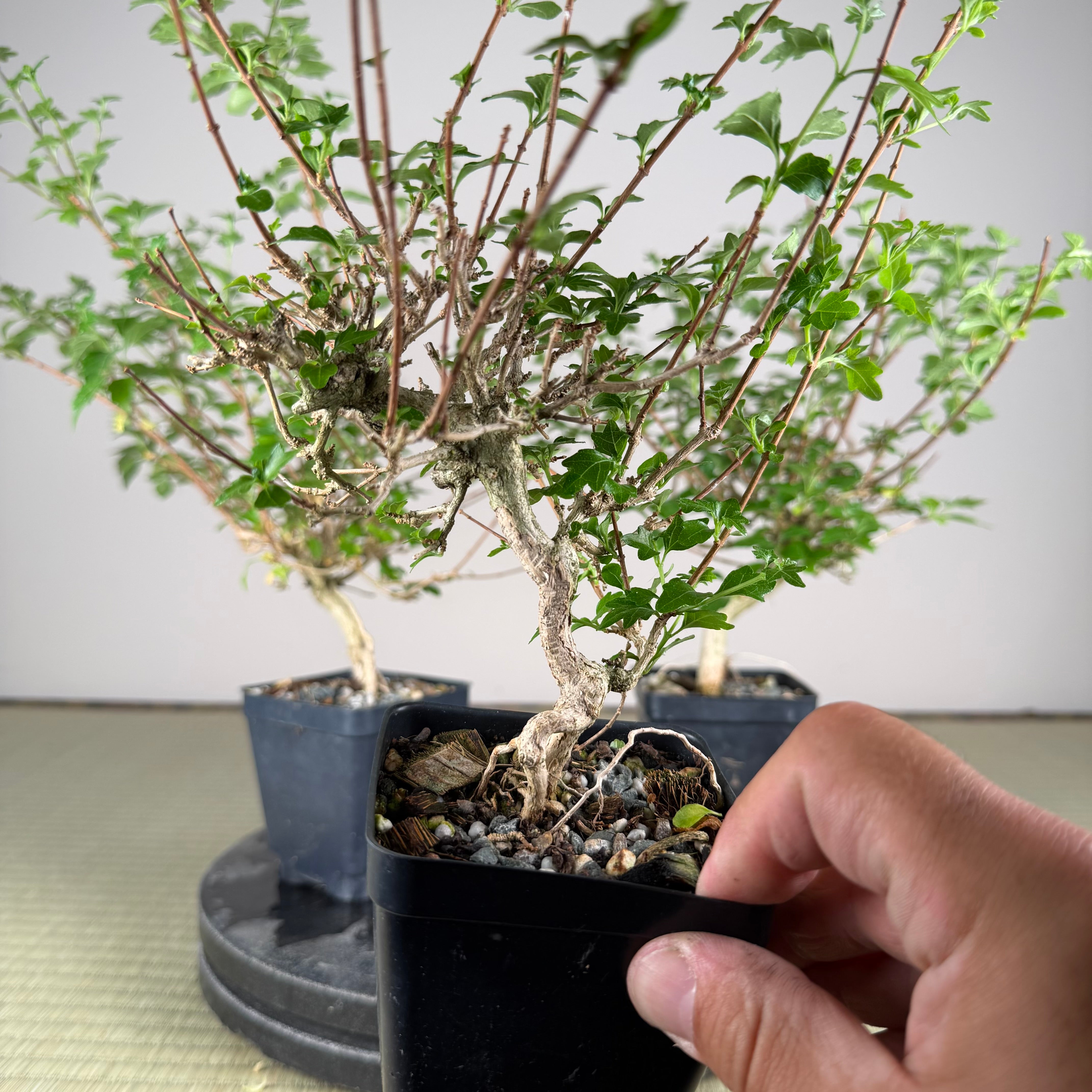 Premna japonica (large)