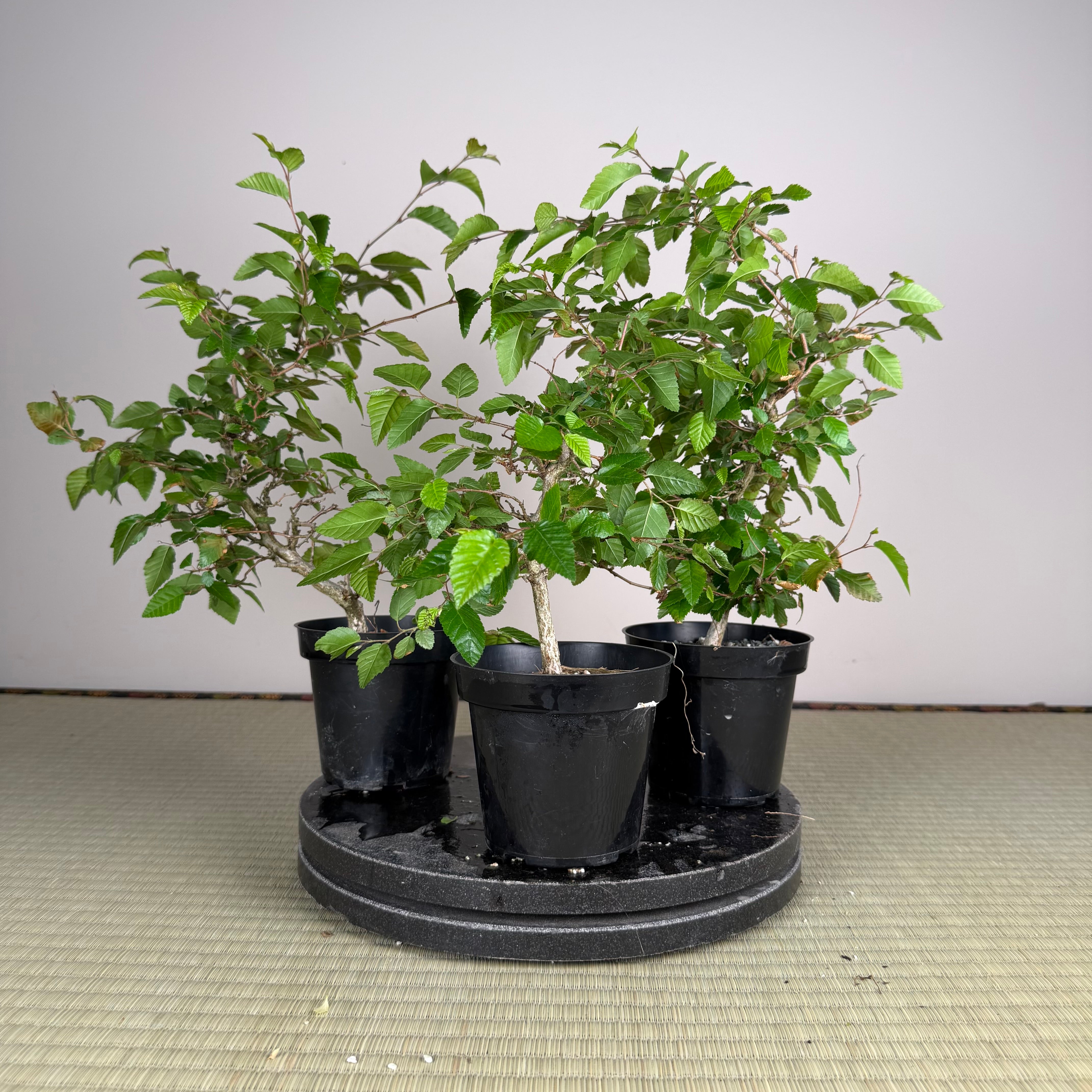 Carpinus turczaninowii