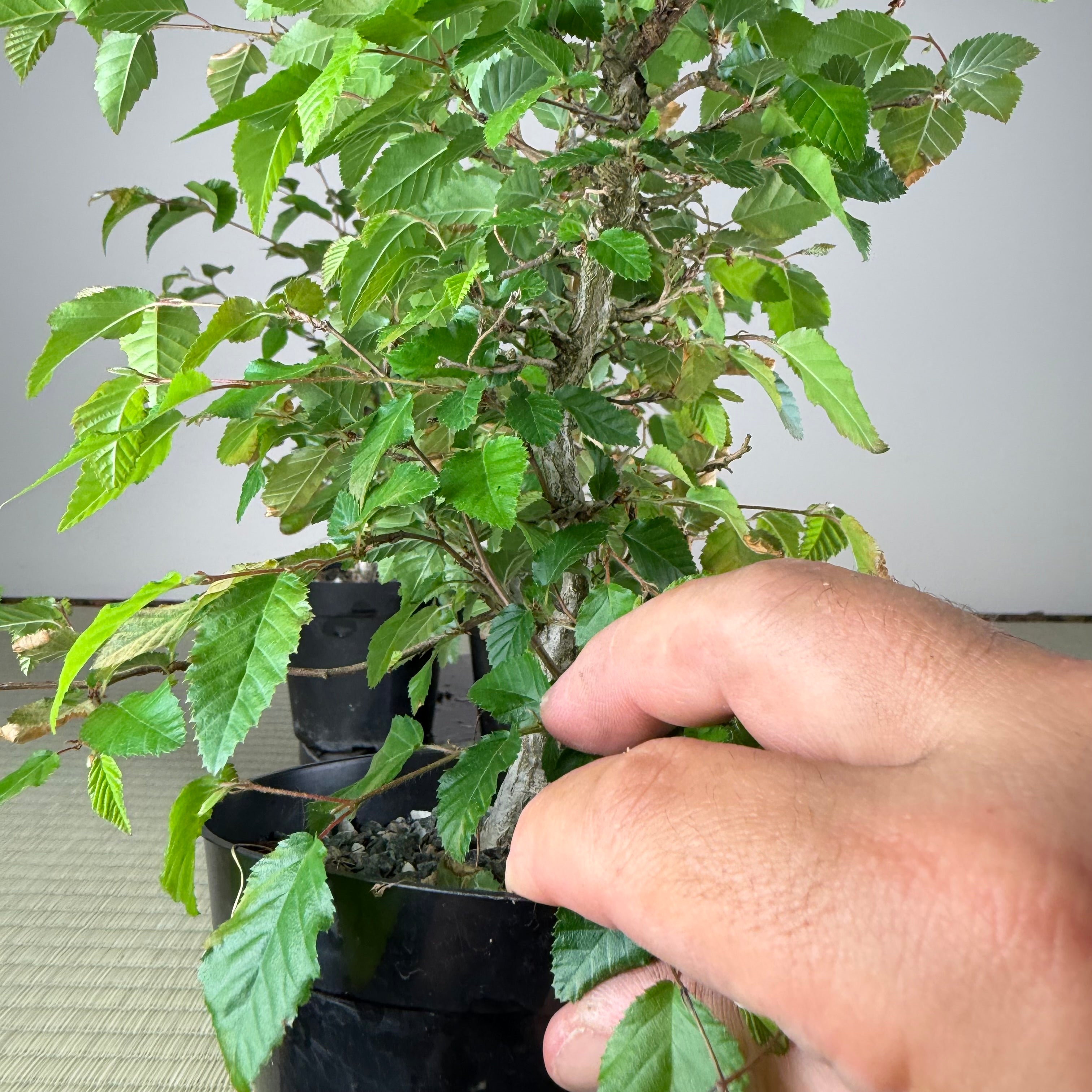 Carpinus turczaninowii