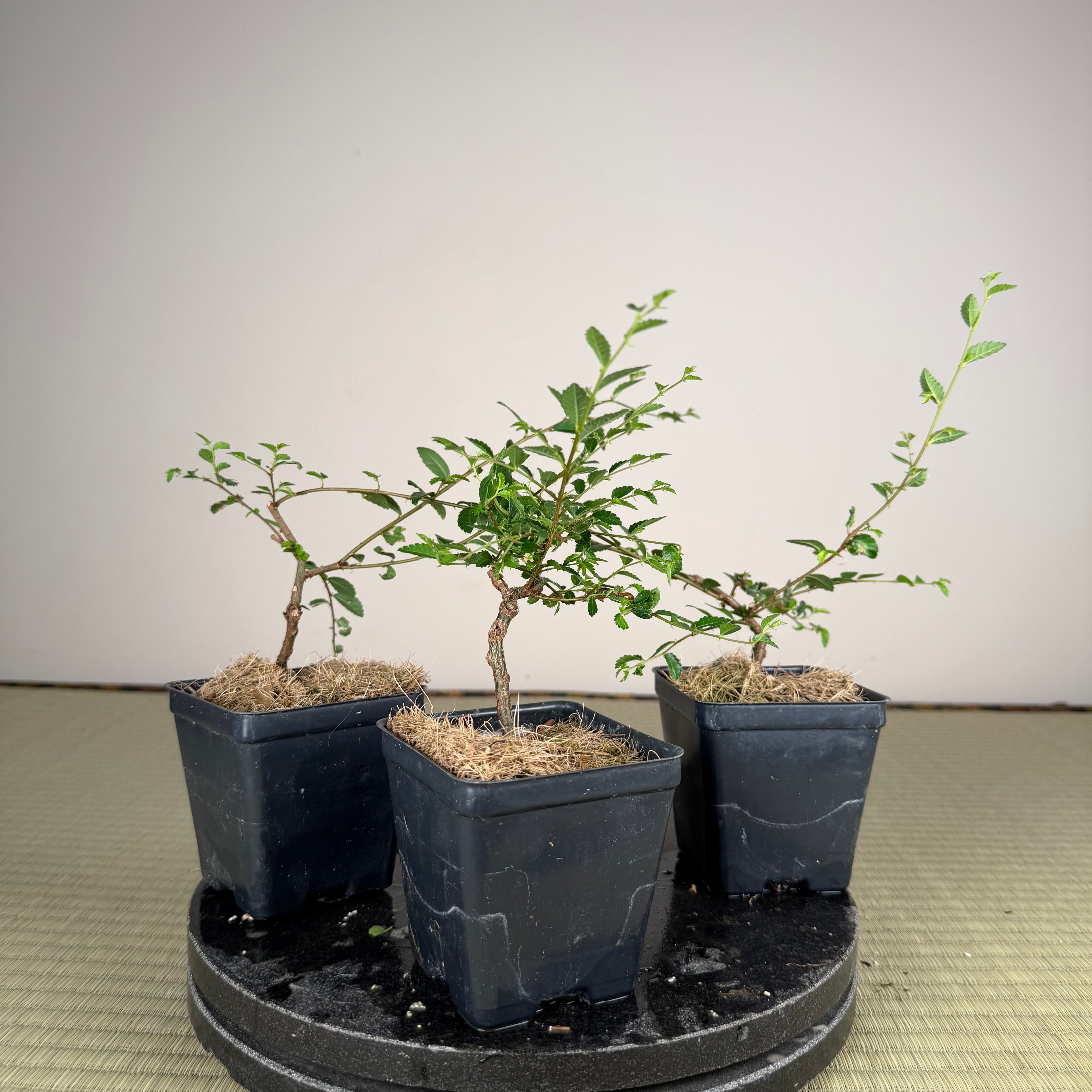 Ulmus parvifolia
