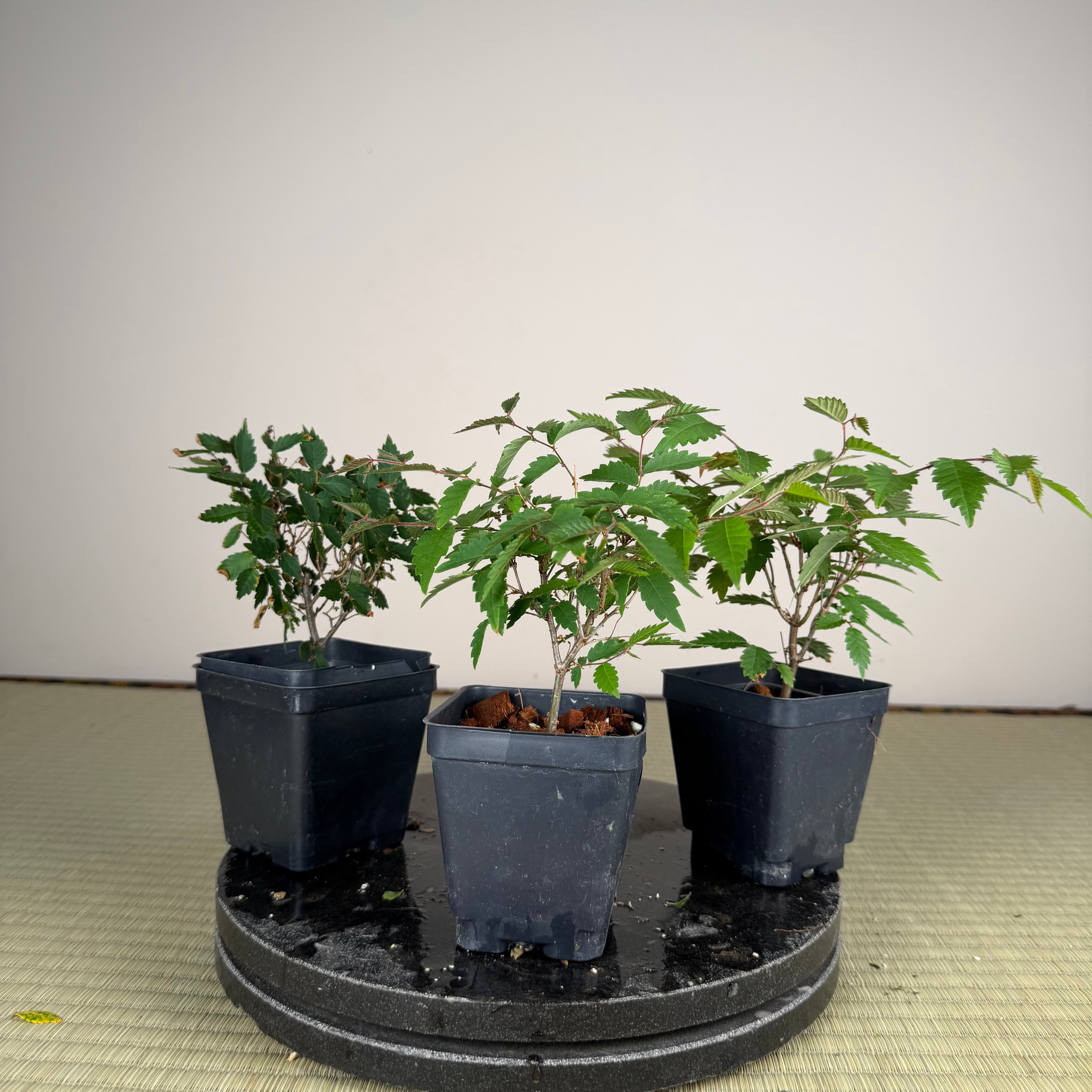 Zelkova serrata