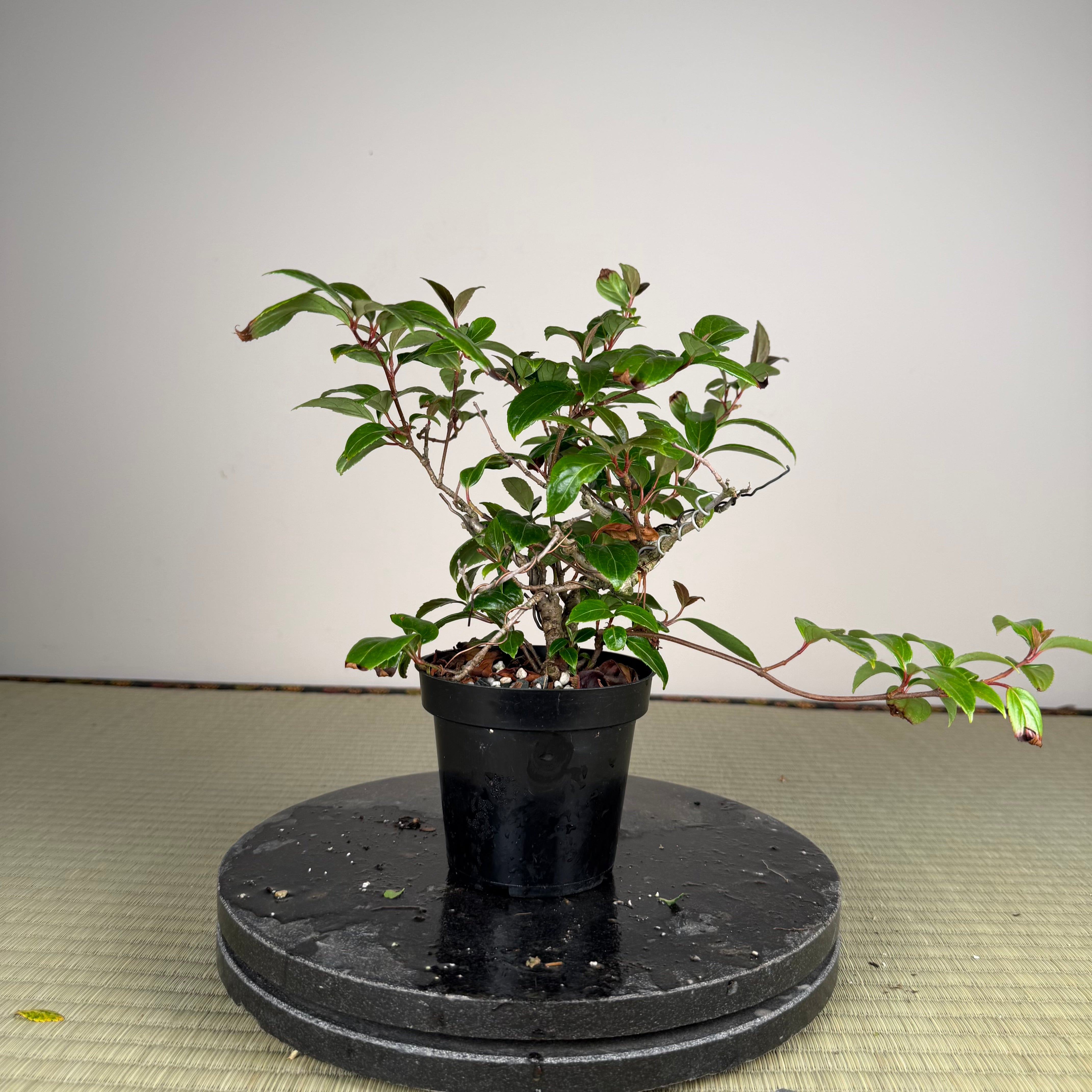Kadsura japonica