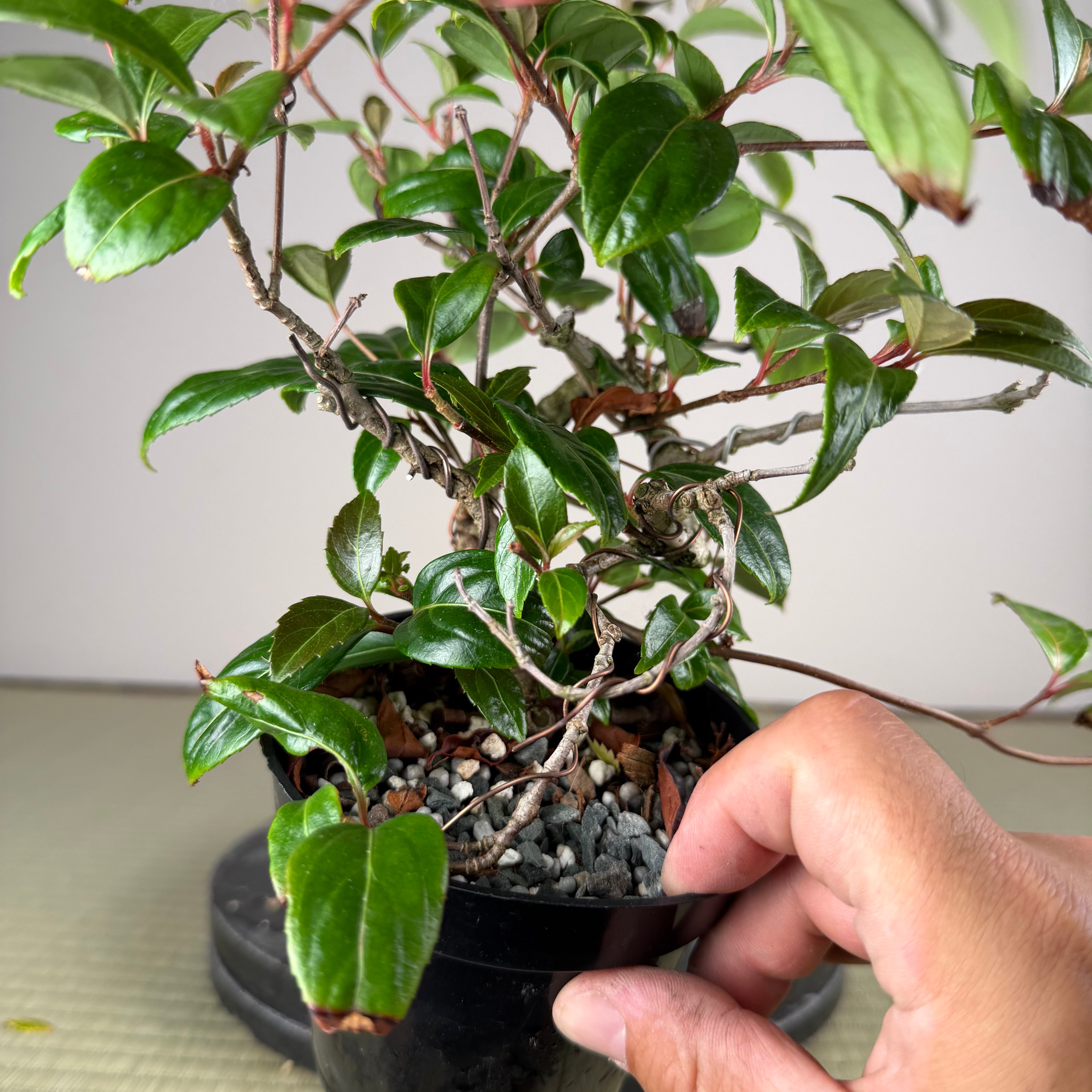 Kadsura japonica