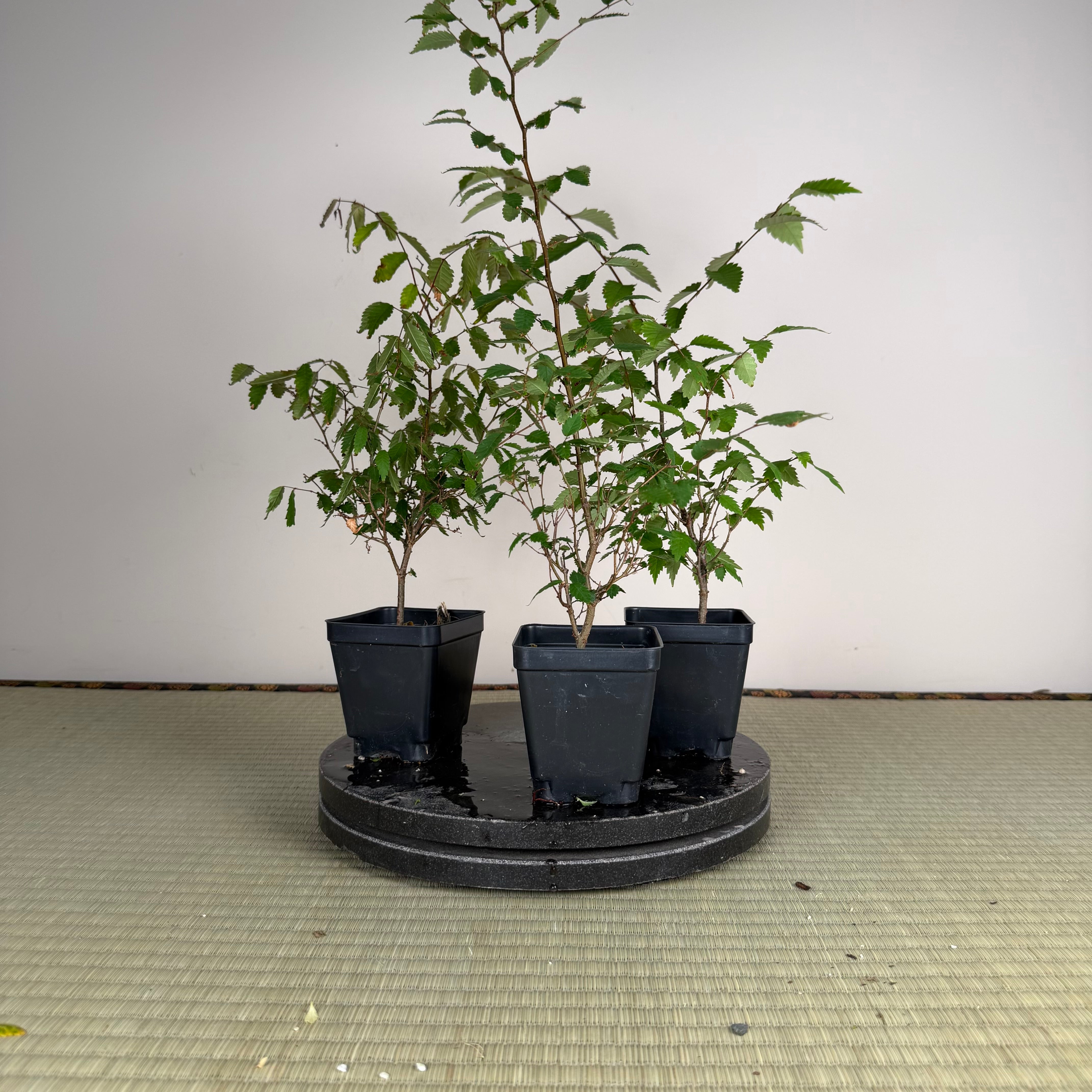 Zelkova serrata (unpruned)