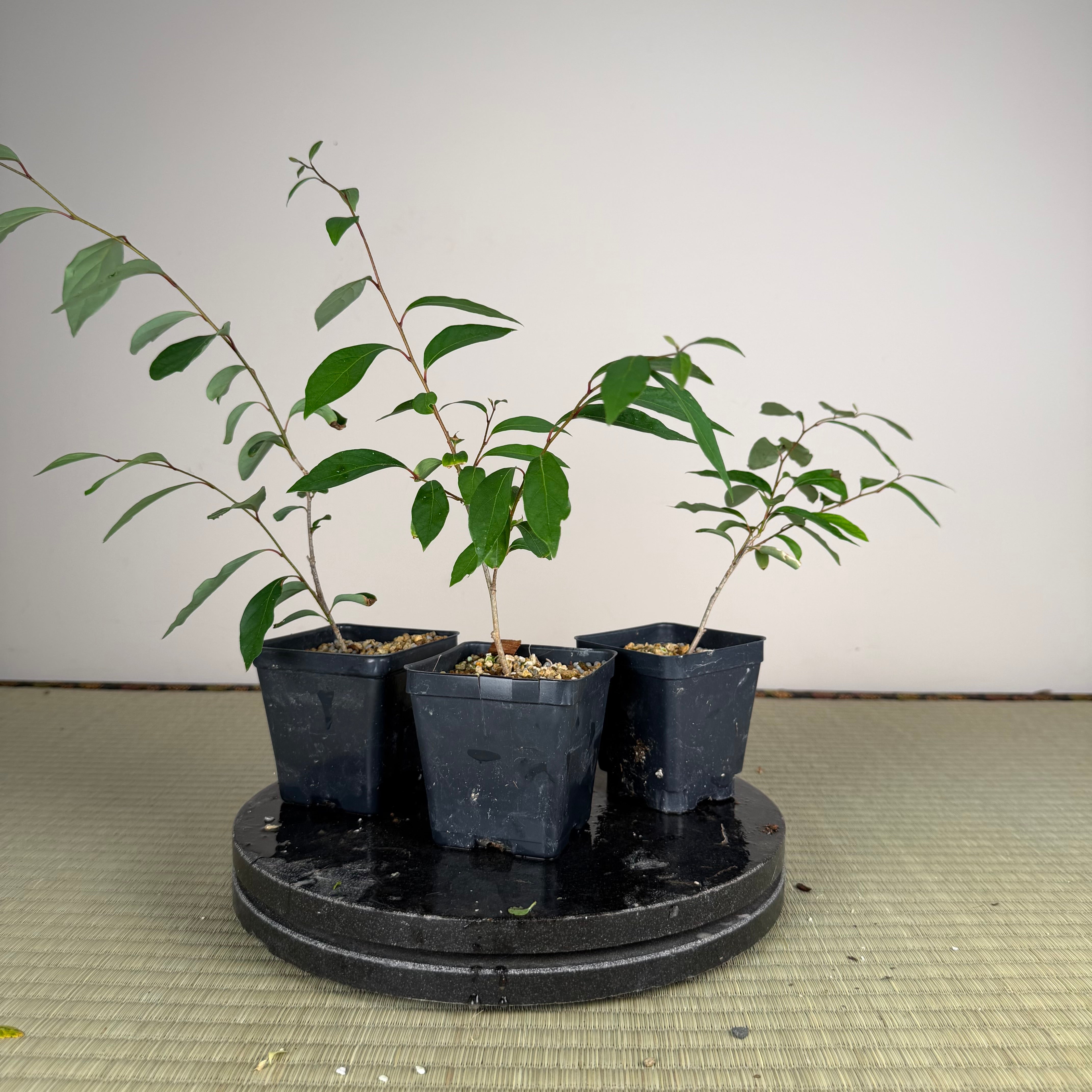 Lindera praecox