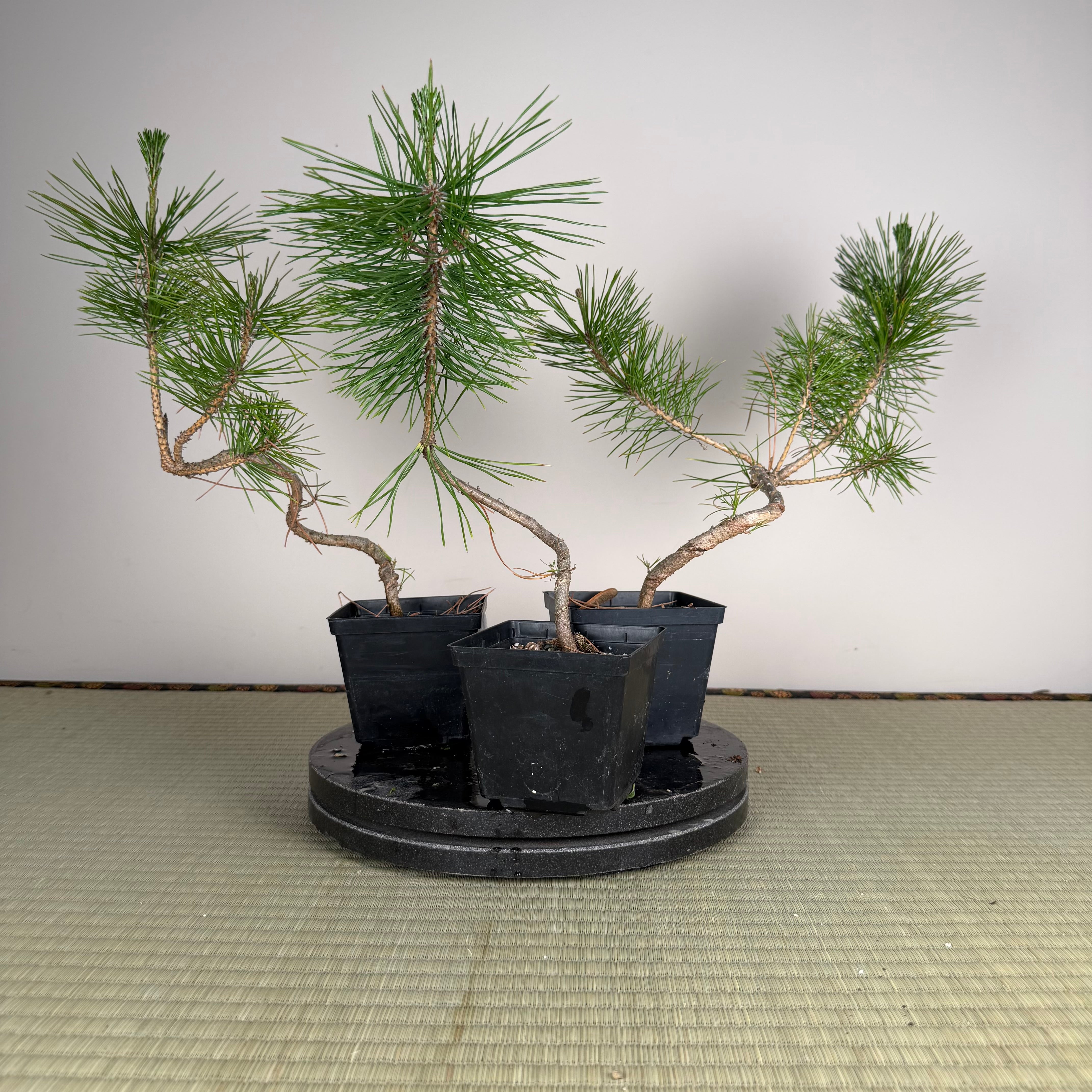 Pinus thunbergii