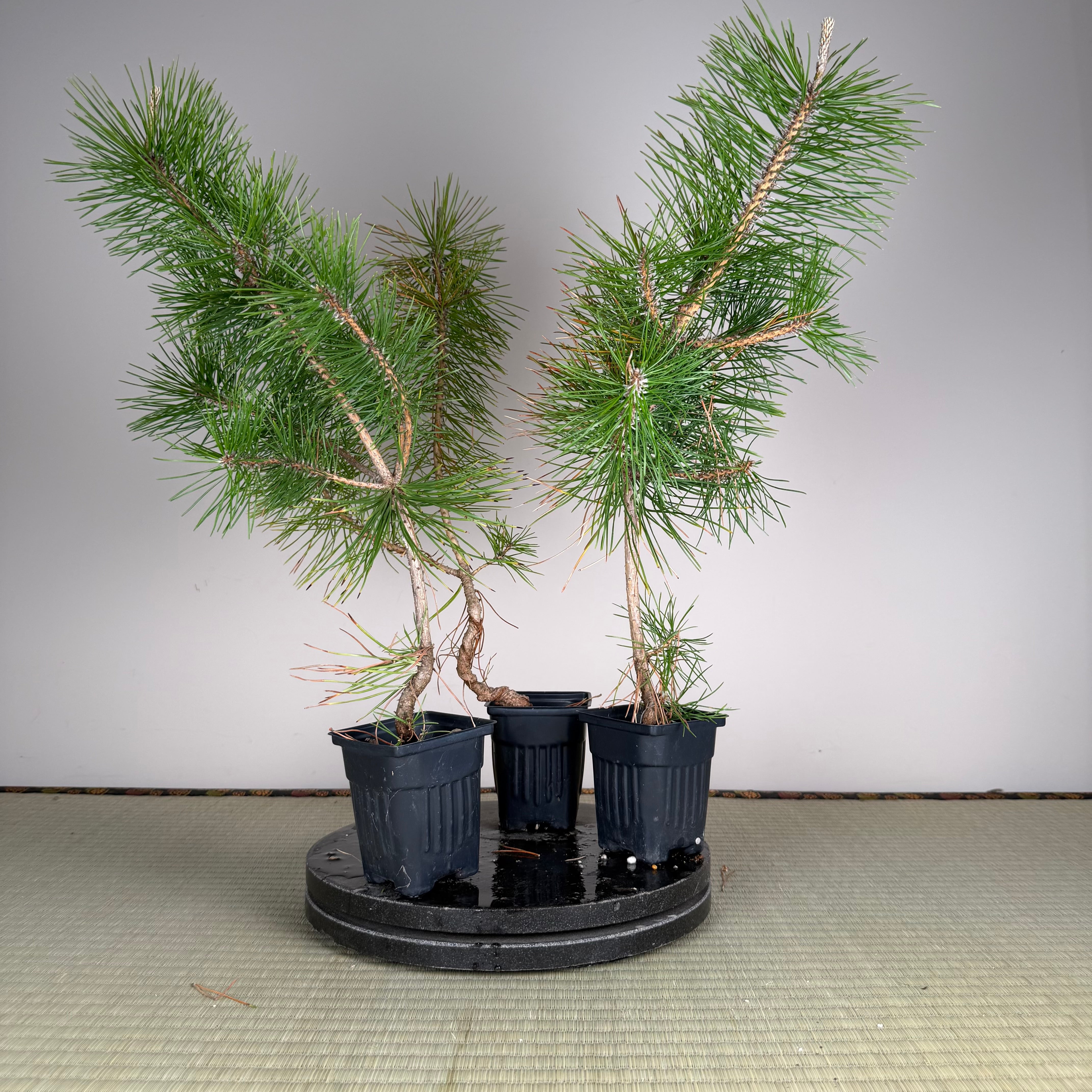 Pinus thunbergii