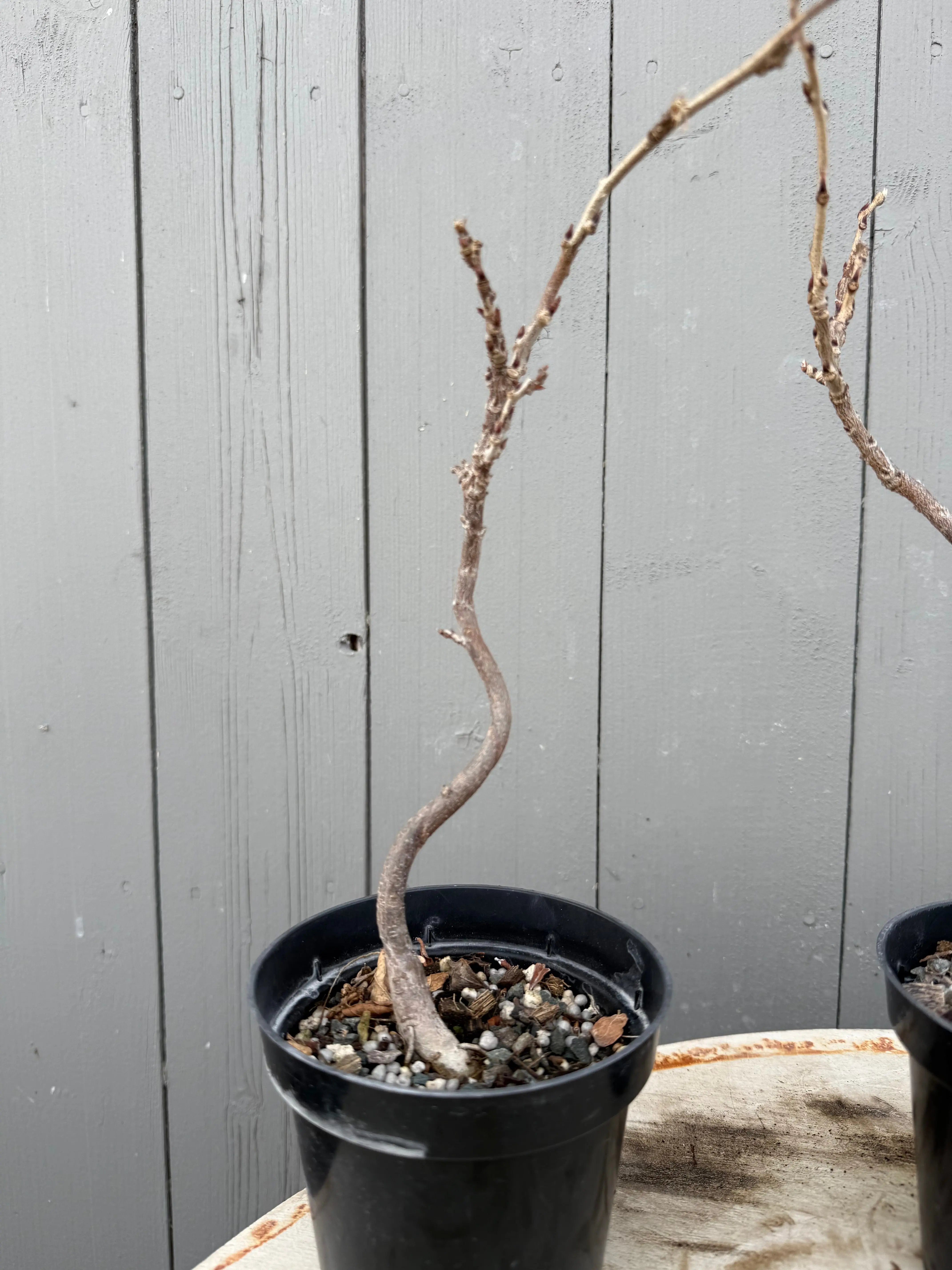 Wisteria floribunda Canada Bonsai