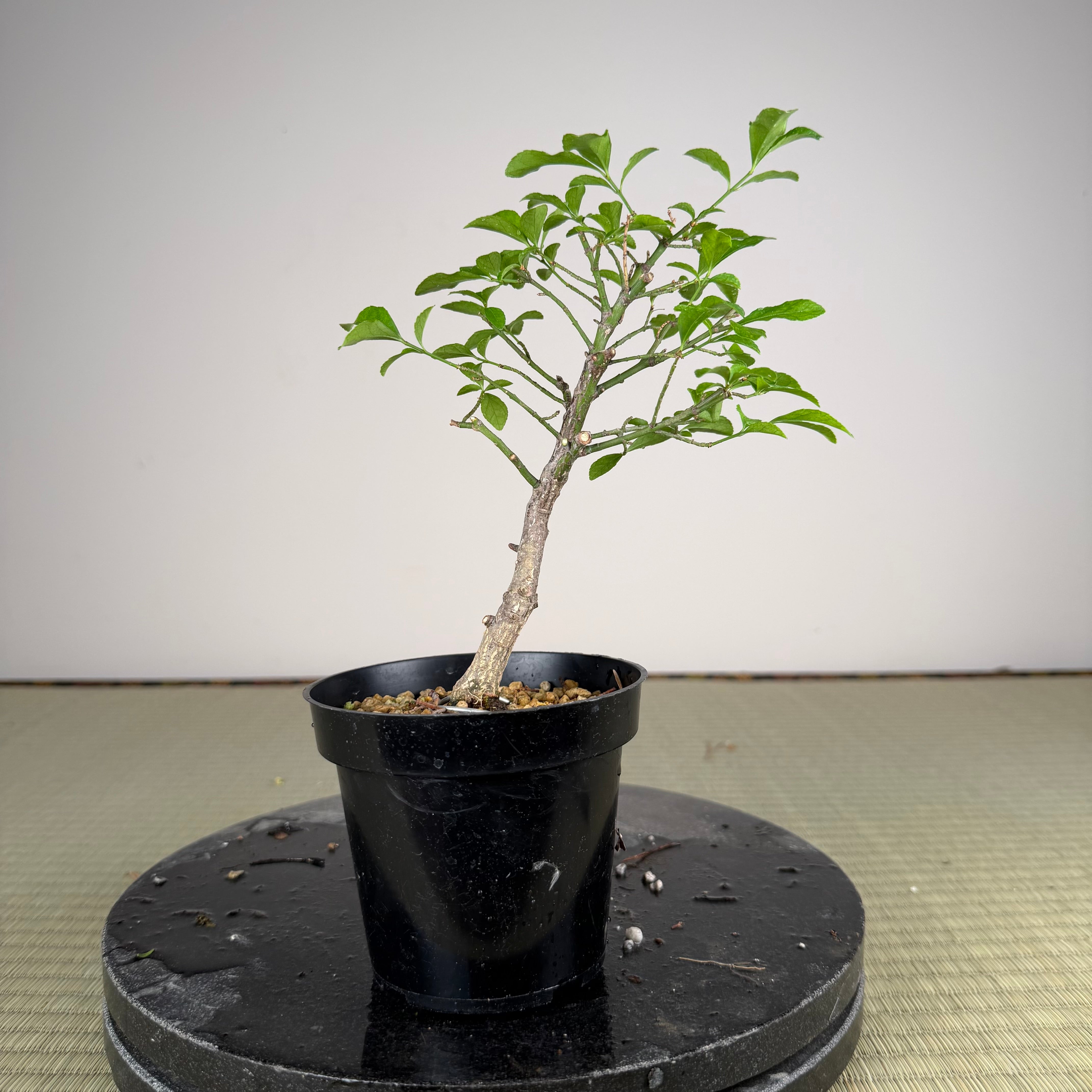 Euonymus