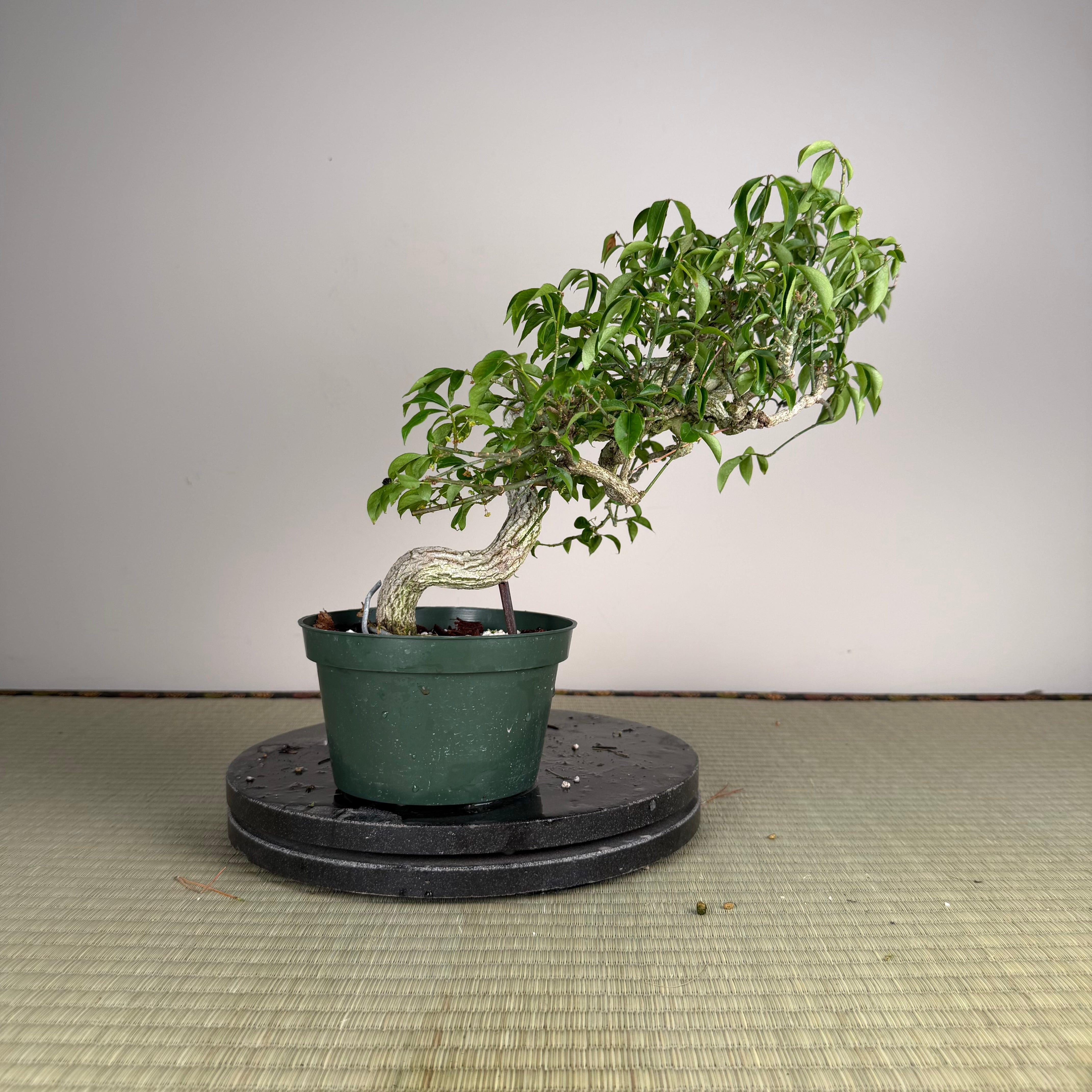 Euonymus