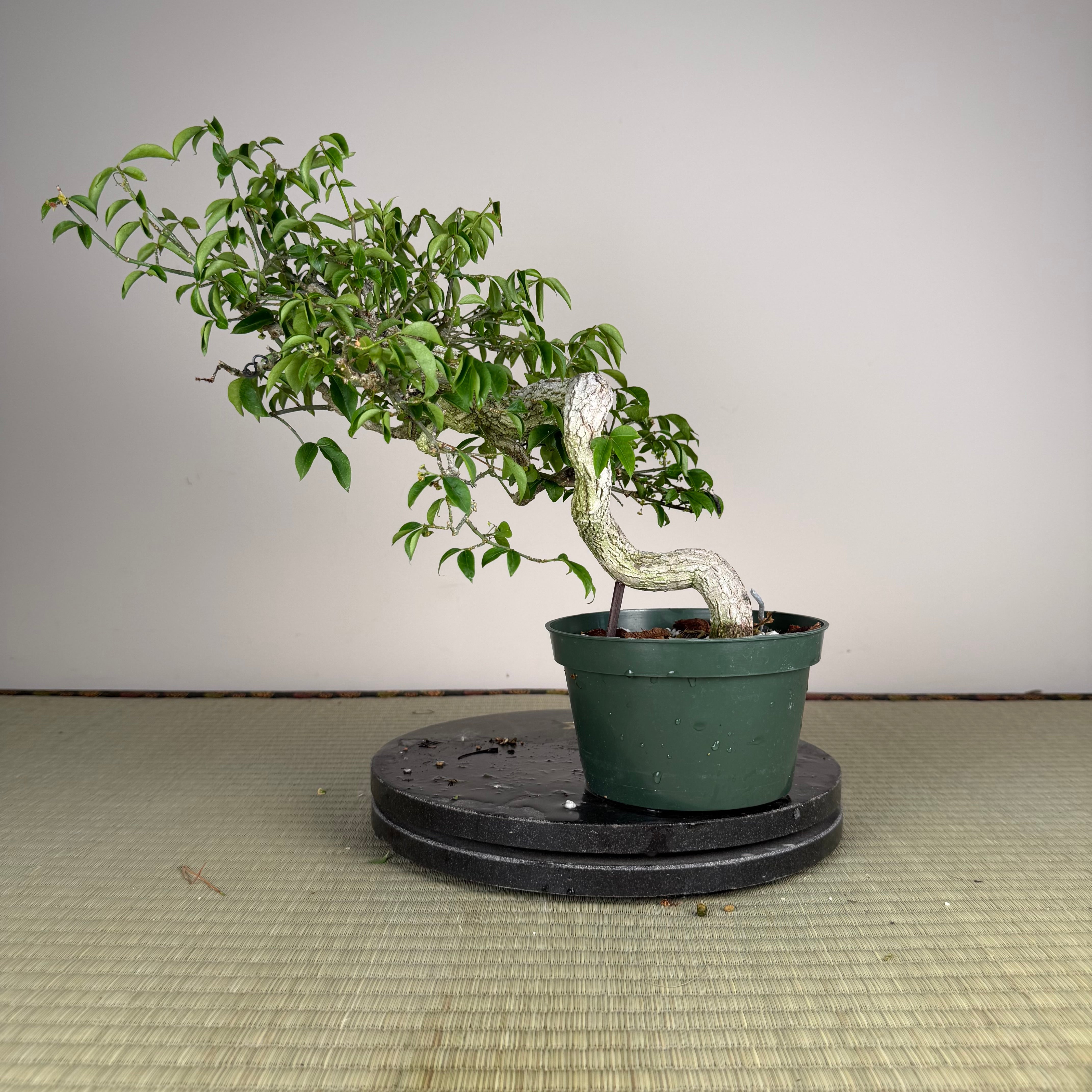 Euonymus