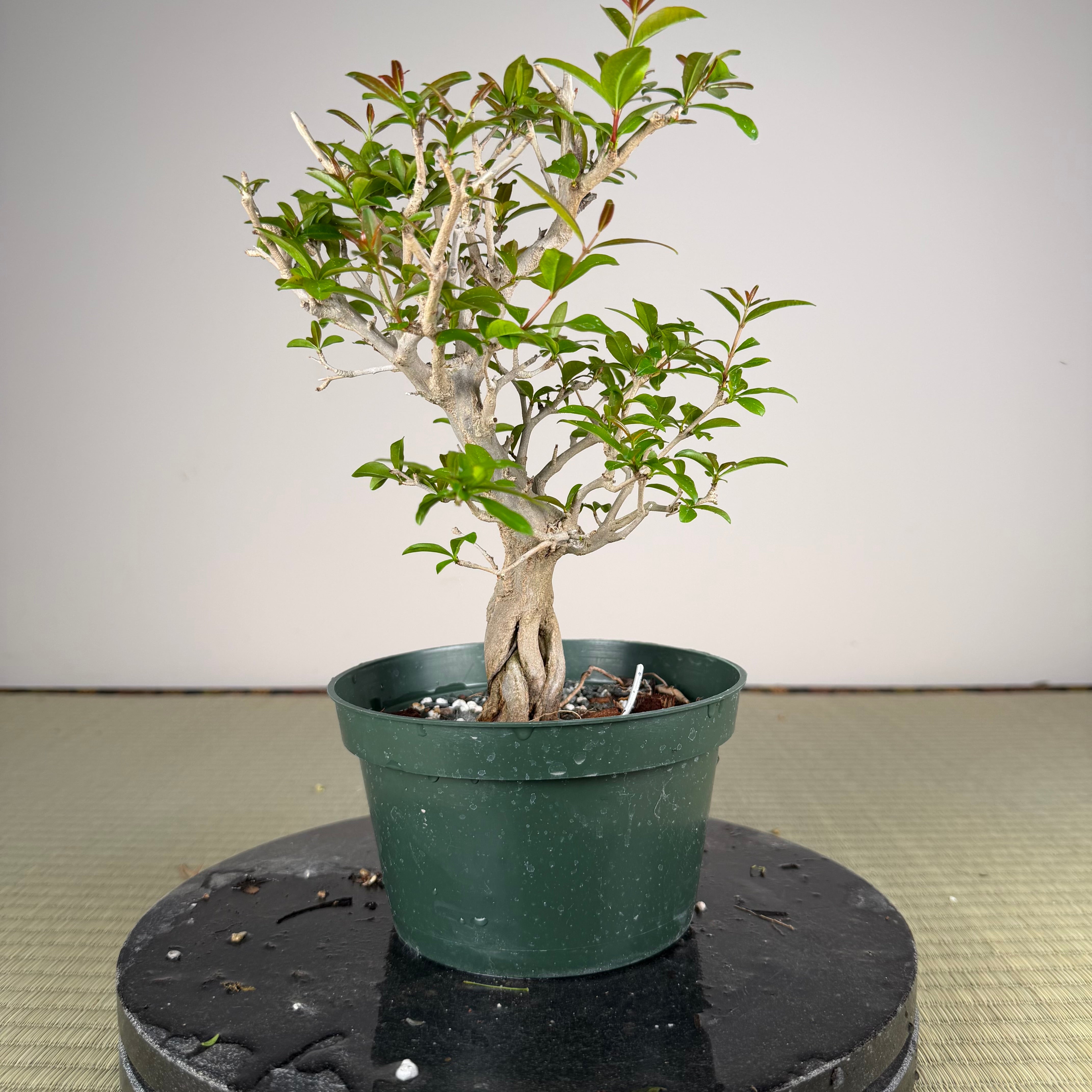 Punica granatum