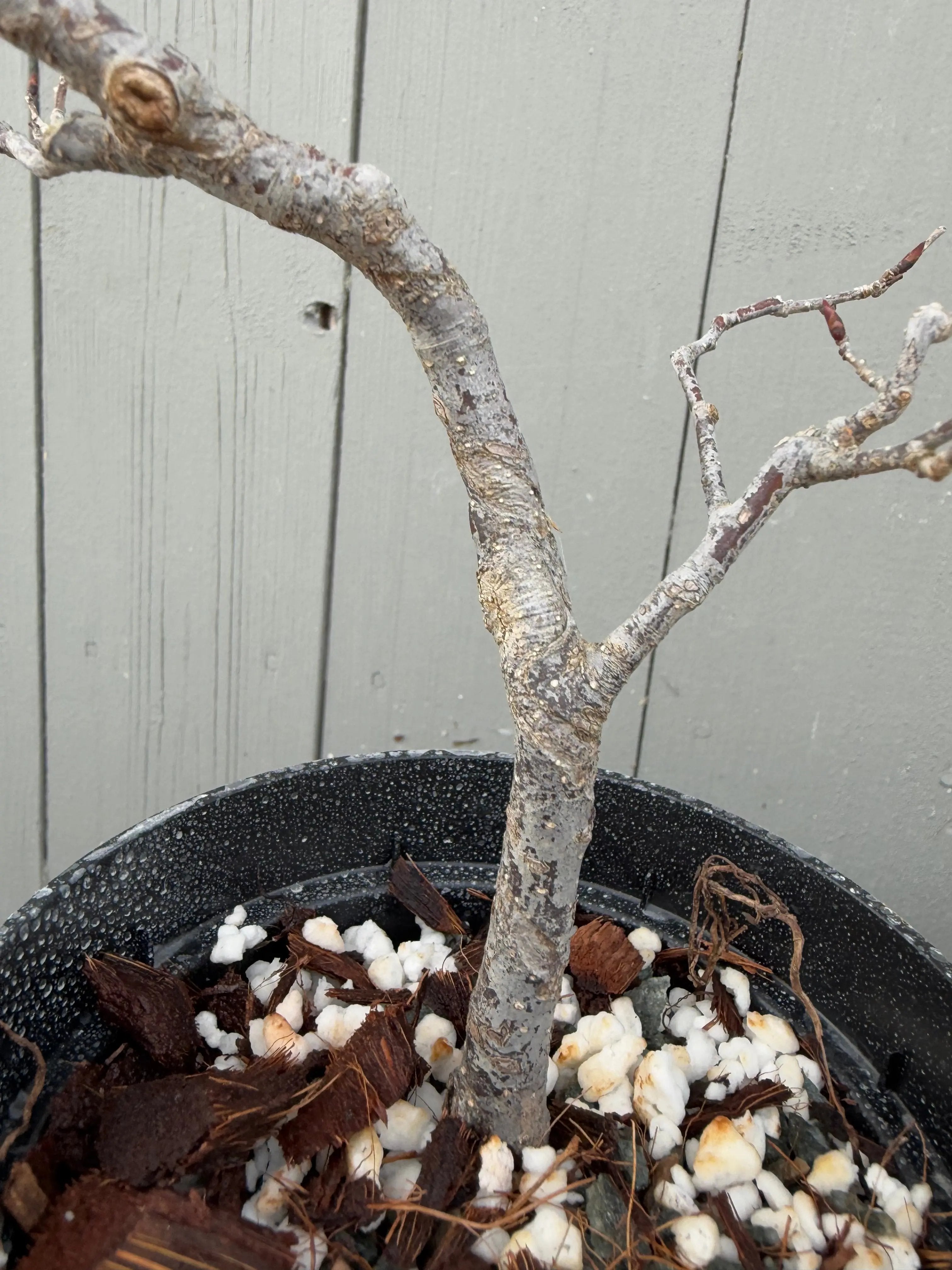 Lindera praecox Canada Bonsai