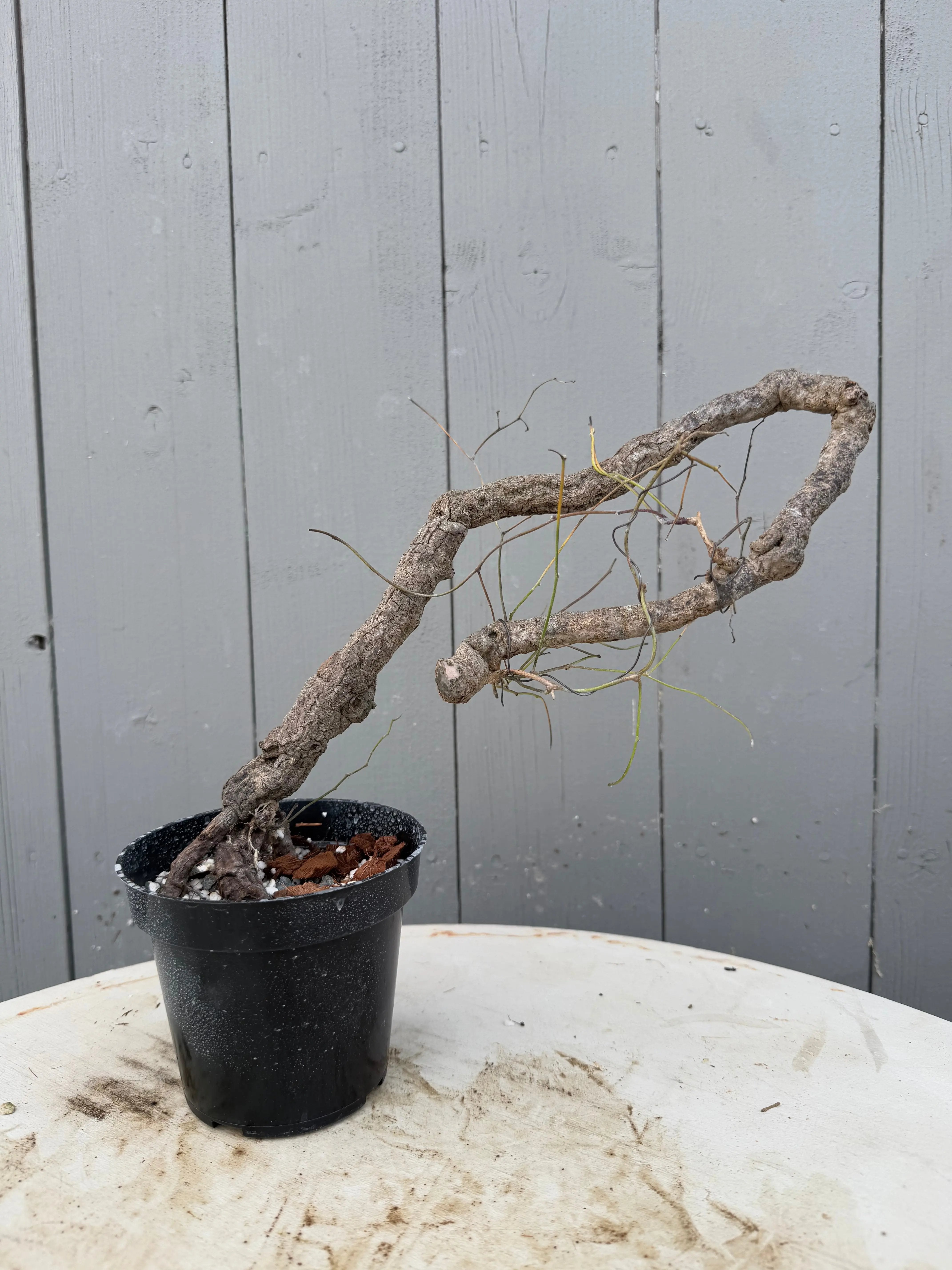Cocculus orbiculatus Canada Bonsai