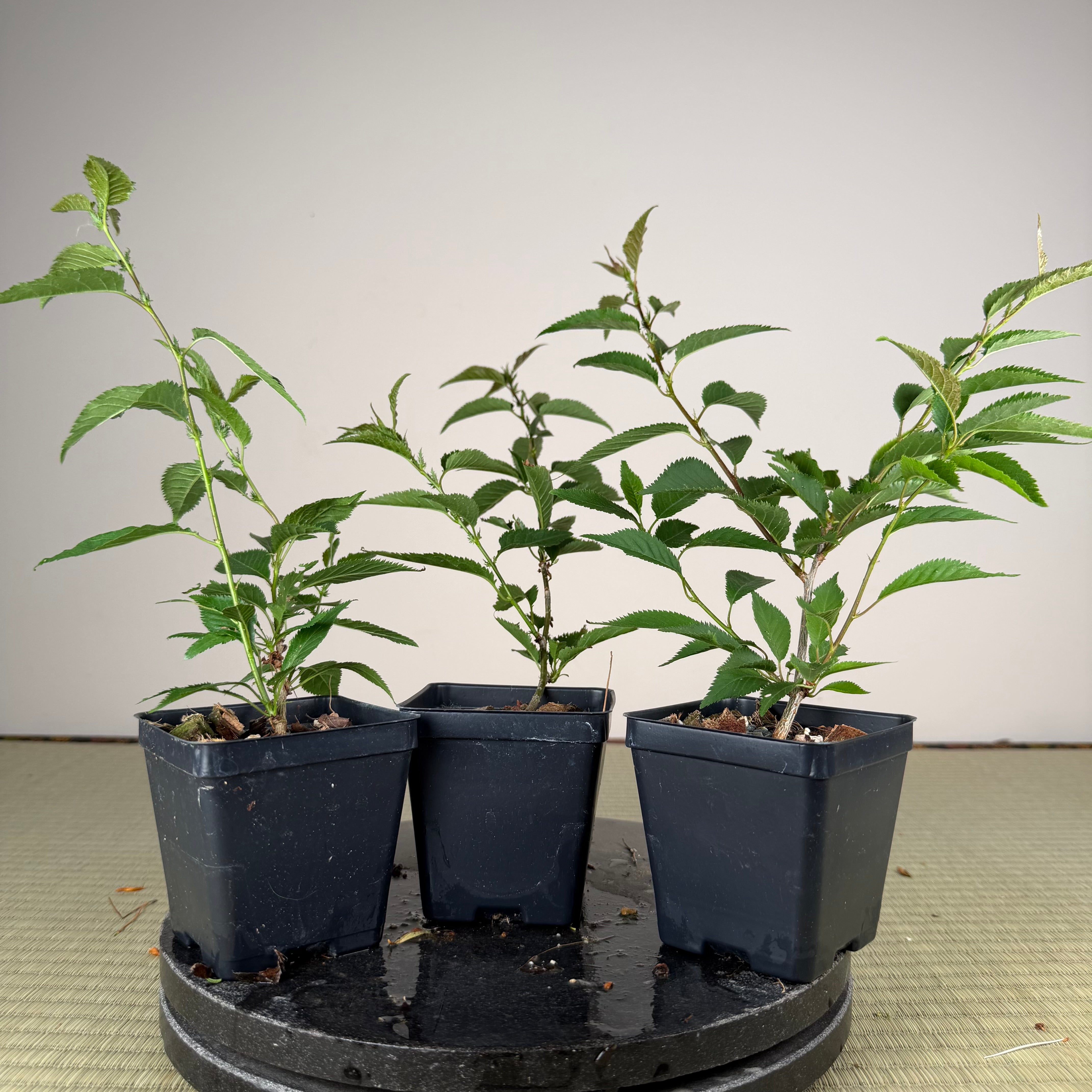 Prunus nipponica