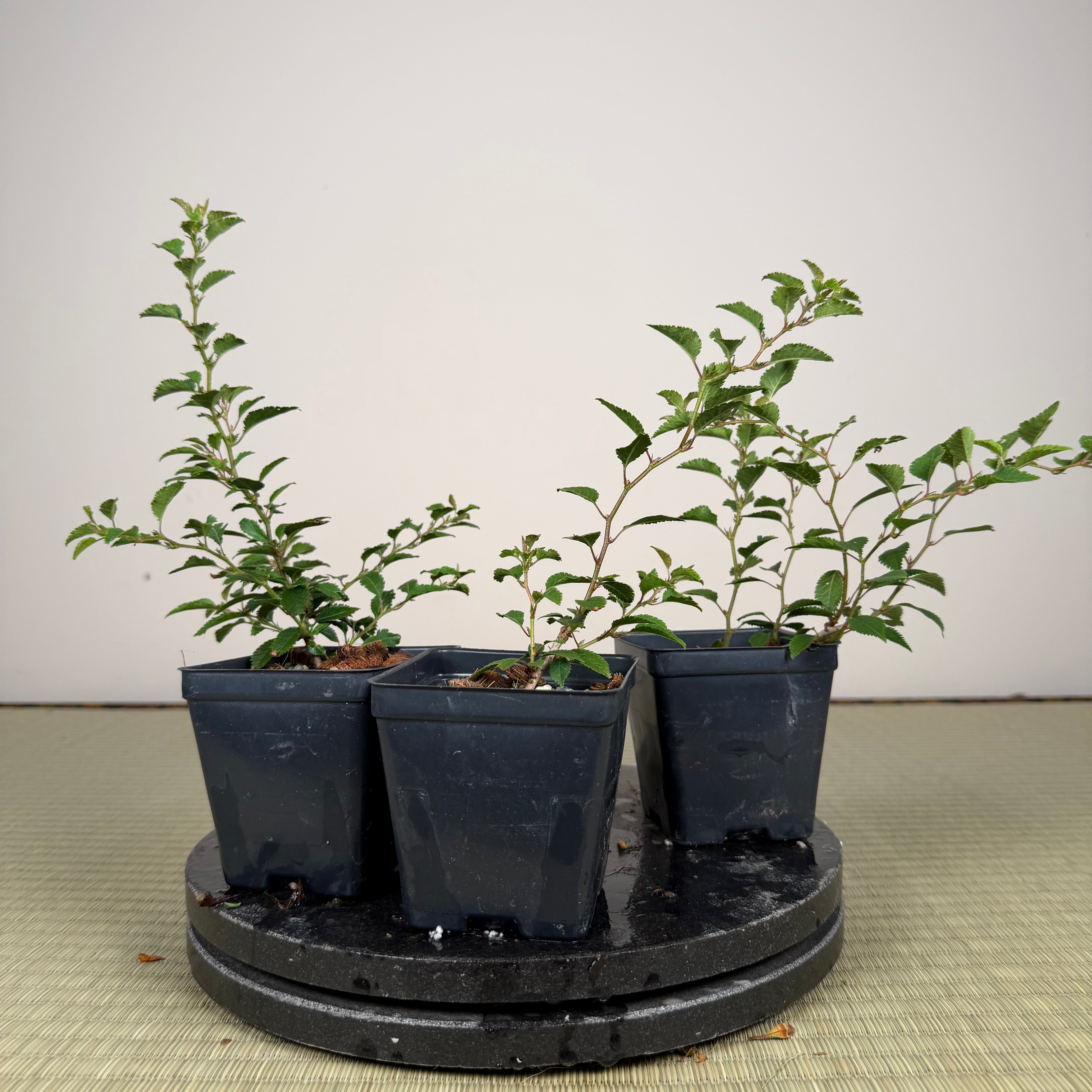 Prunus incisa