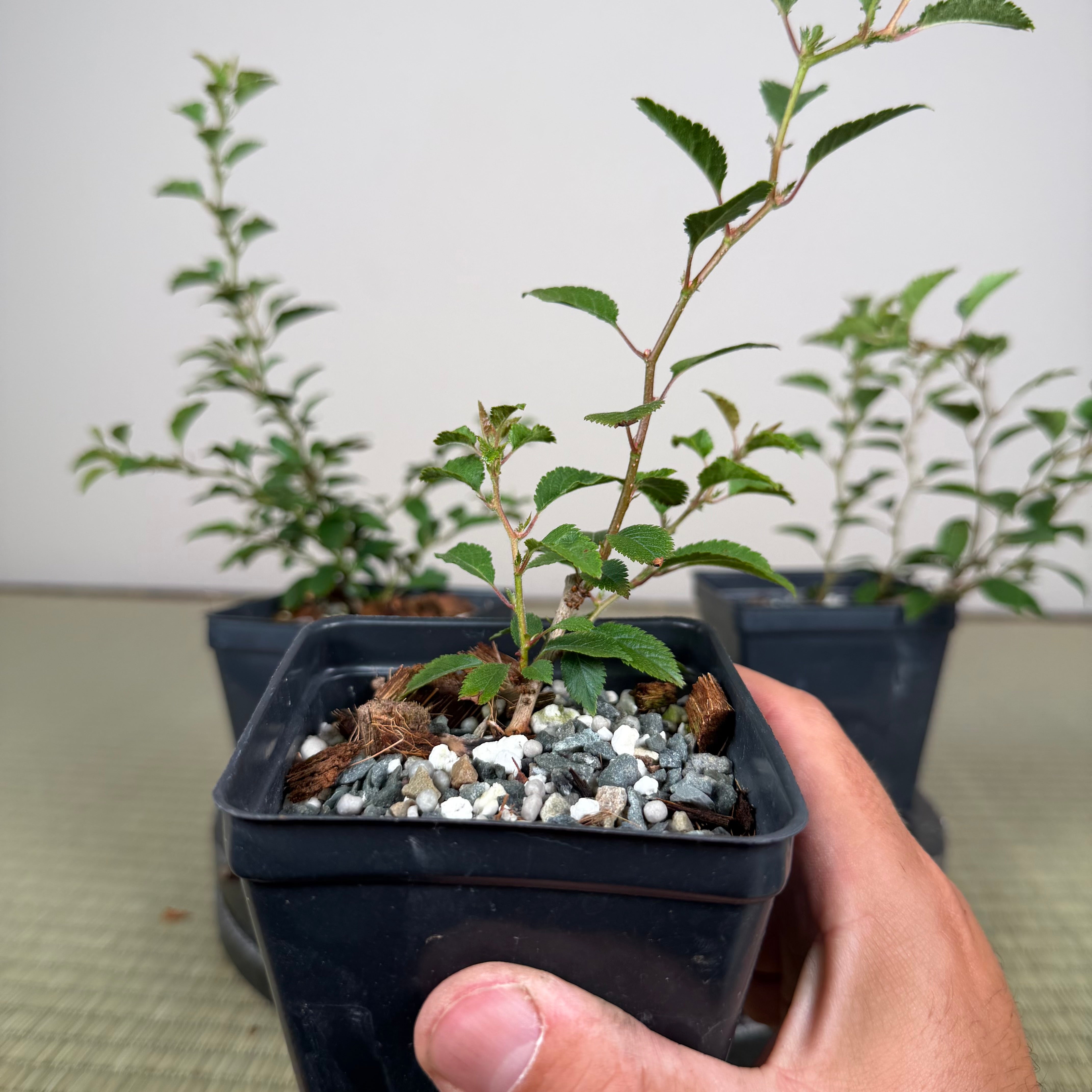 Prunus incisa