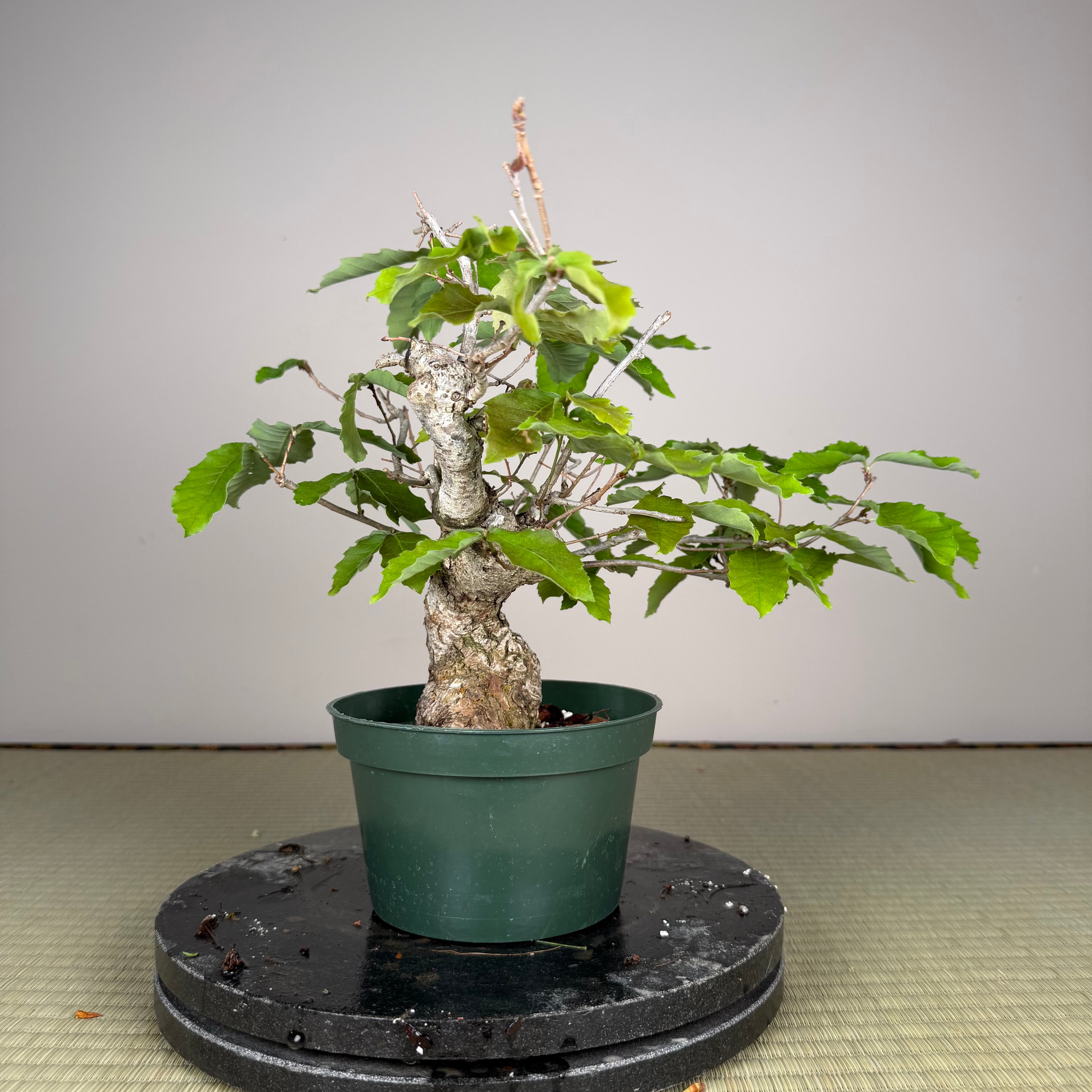 Quercus serrata