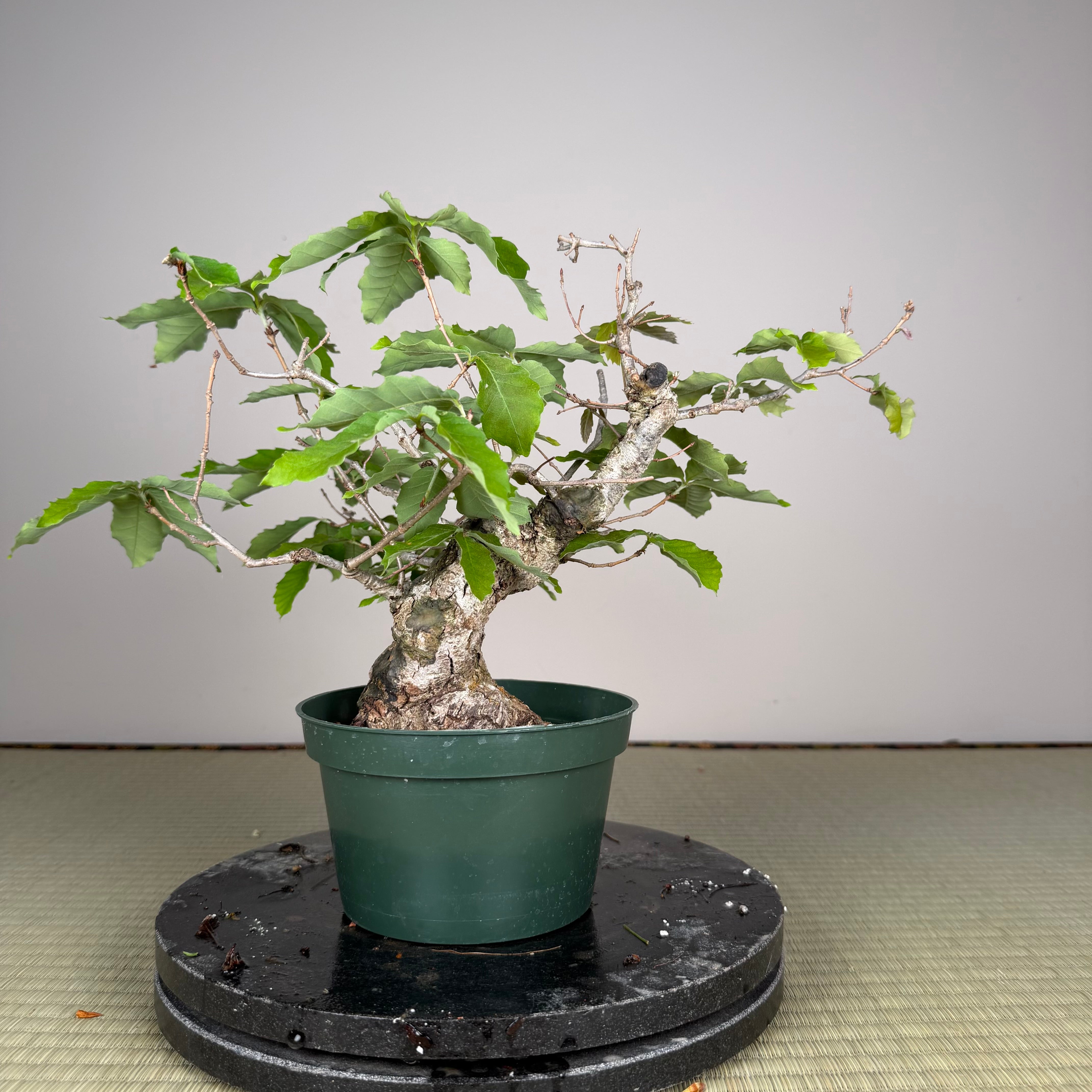 Quercus serrata