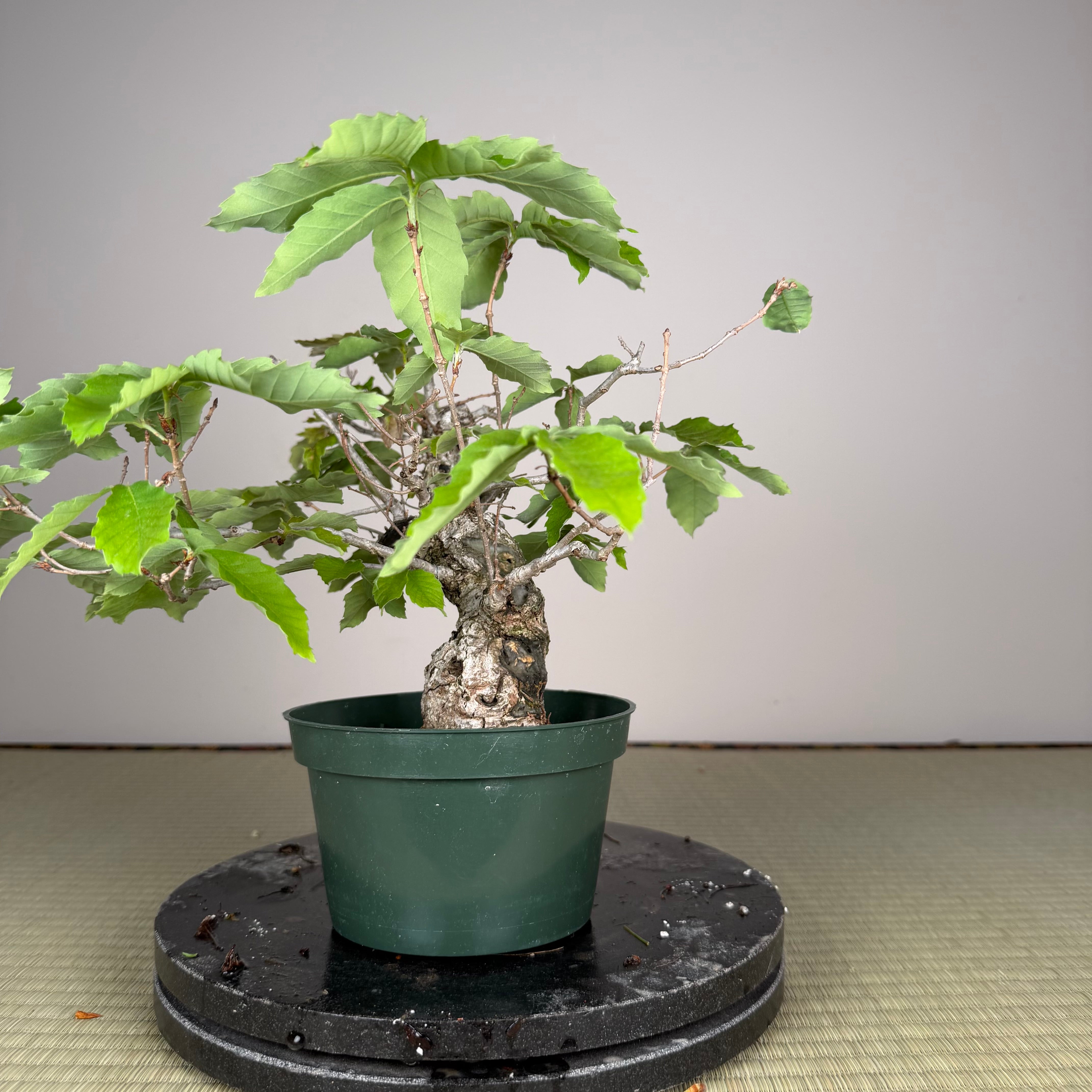 Quercus serrata