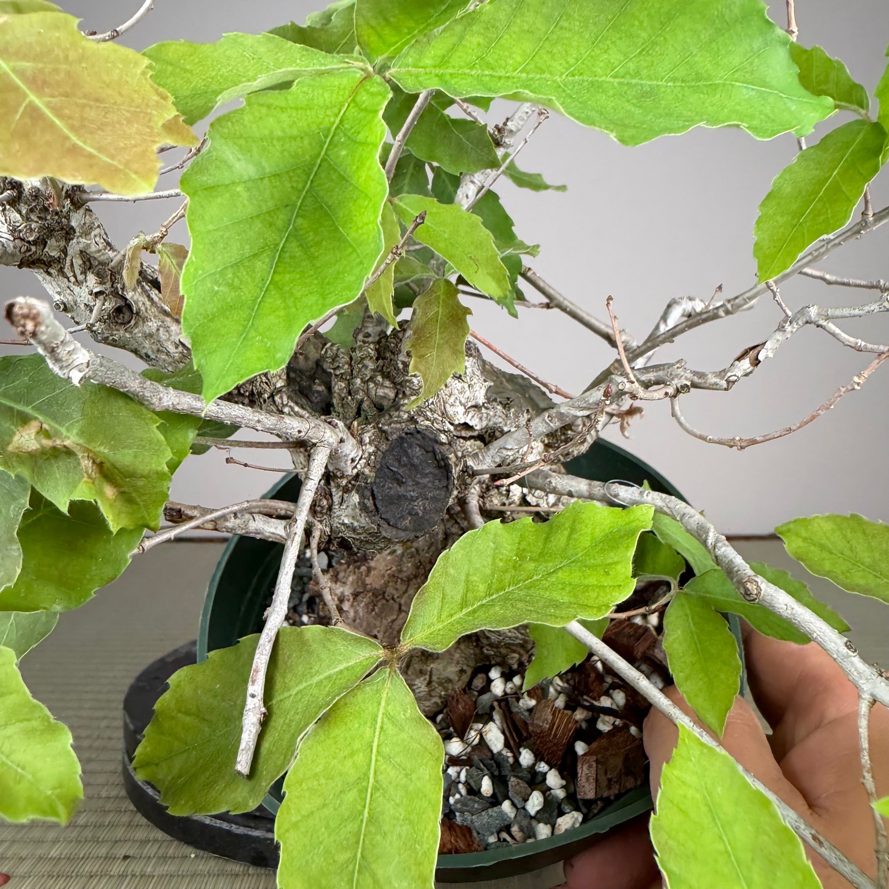 Quercus serrata