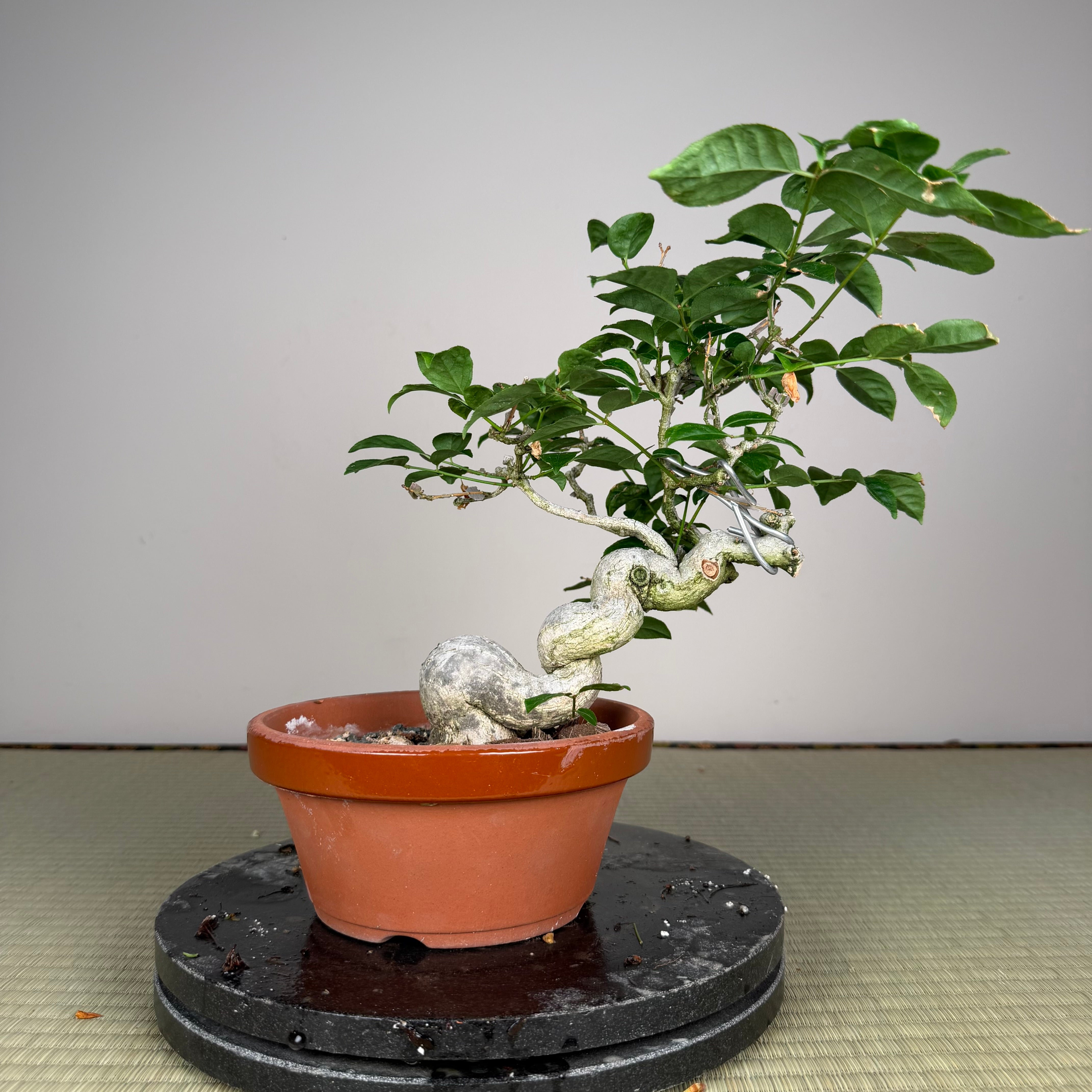 Euonymus