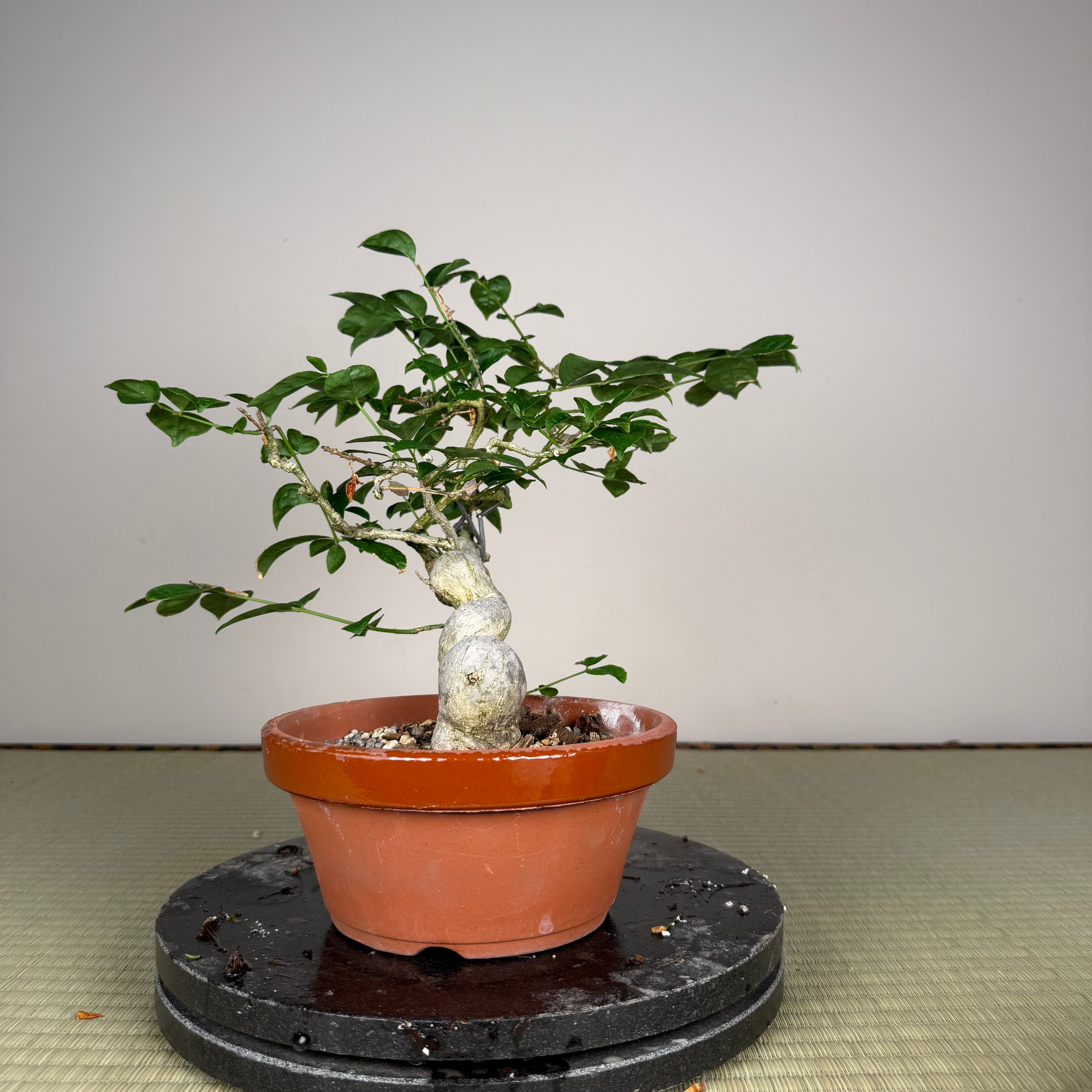 Euonymus