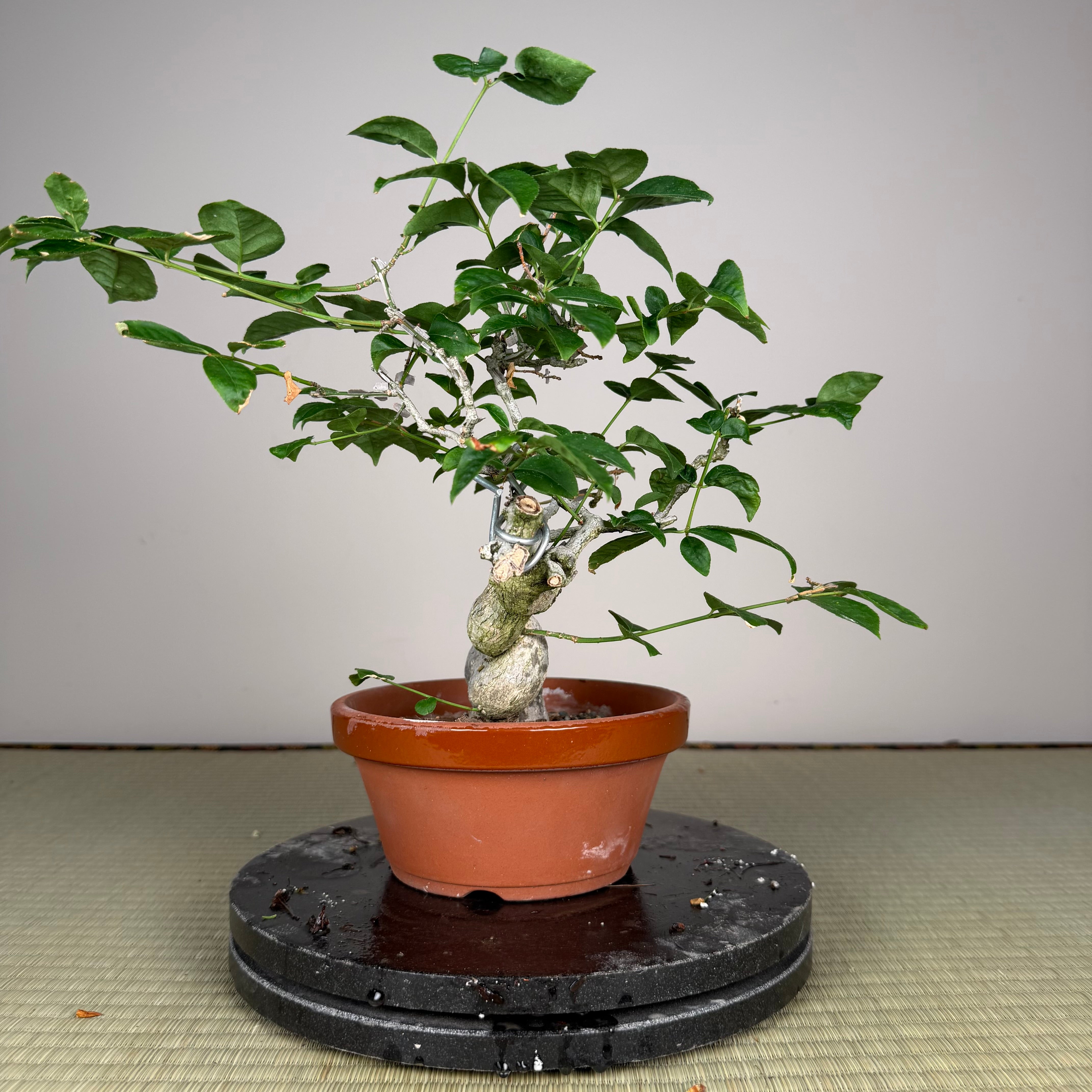 Euonymus