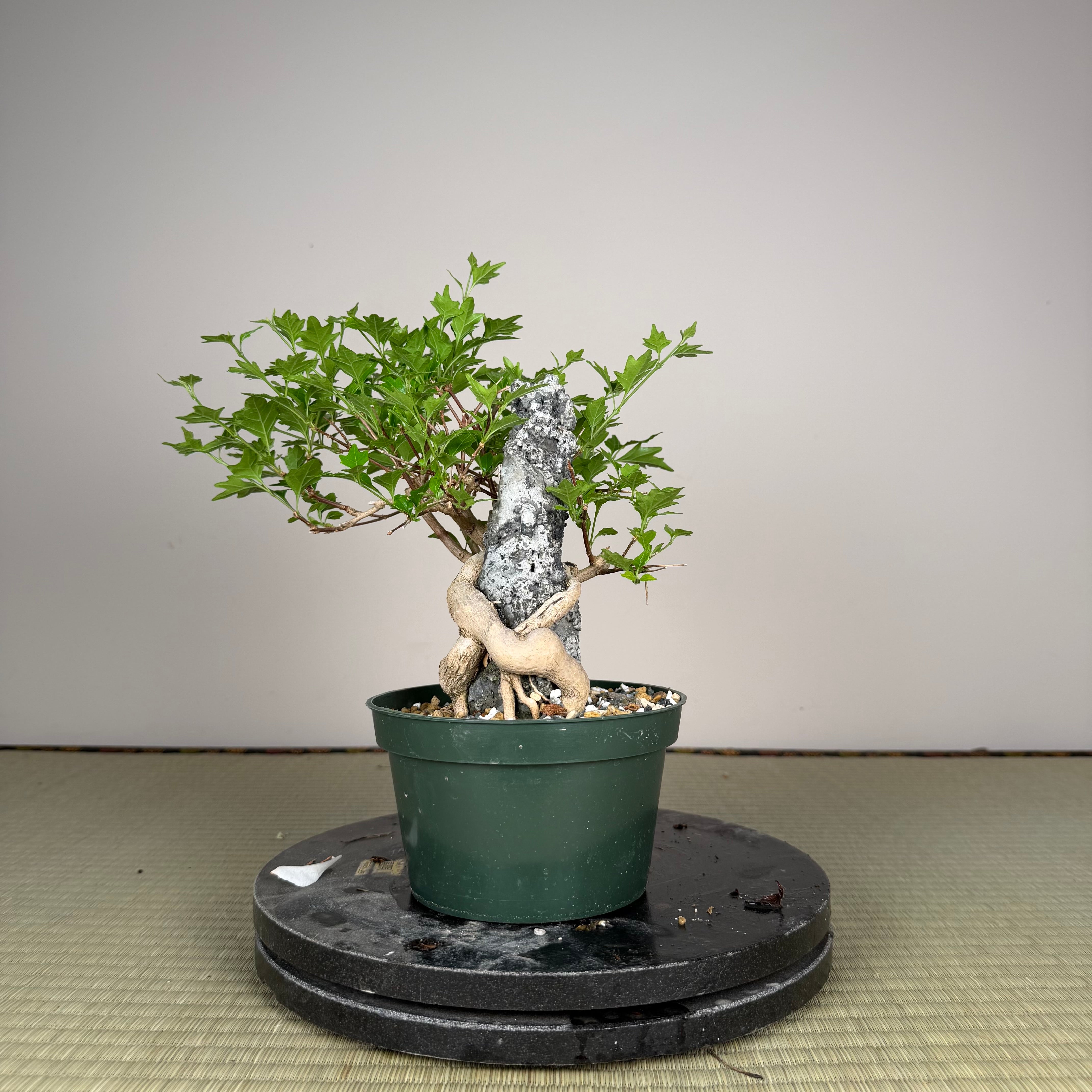Premna japonica