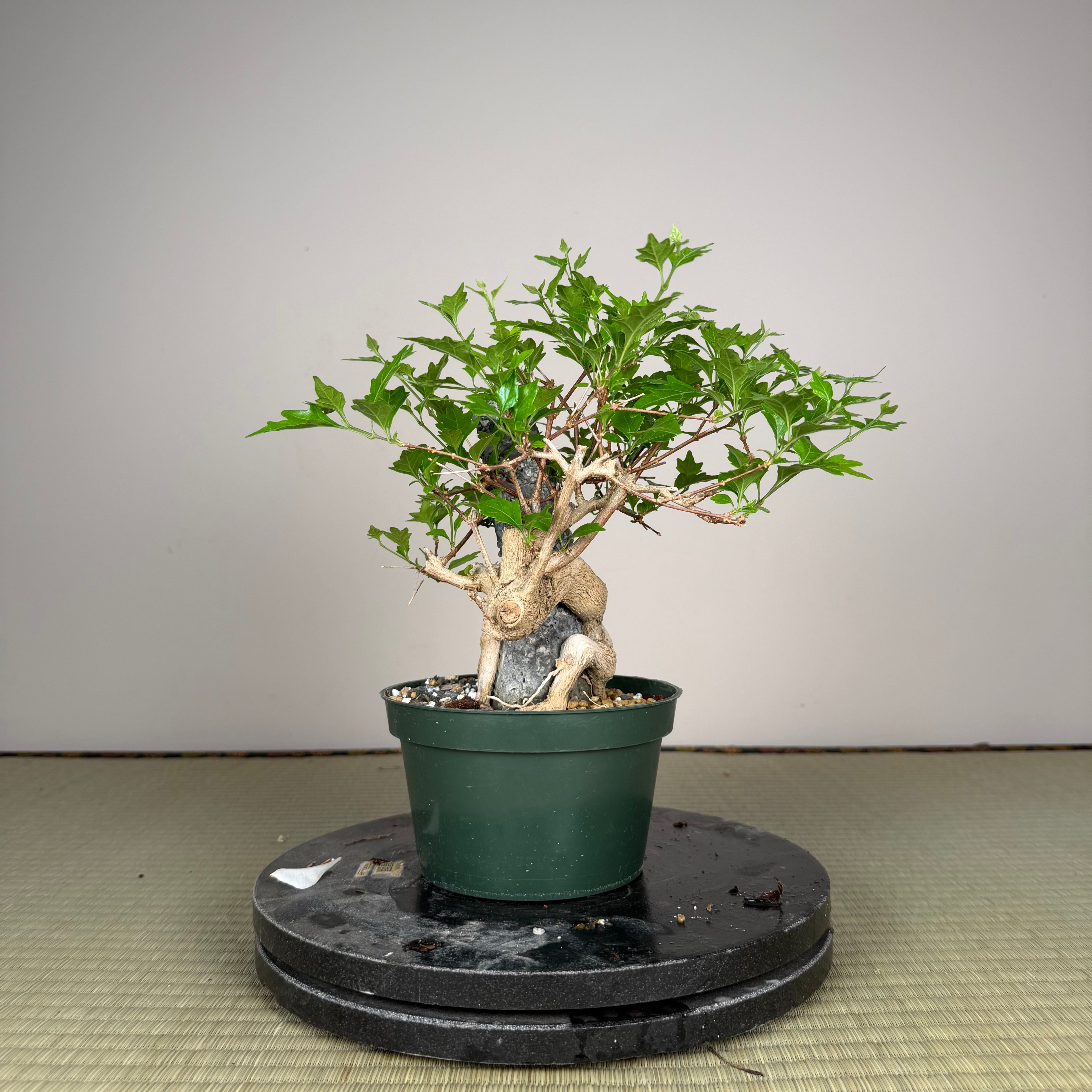 Premna japonica