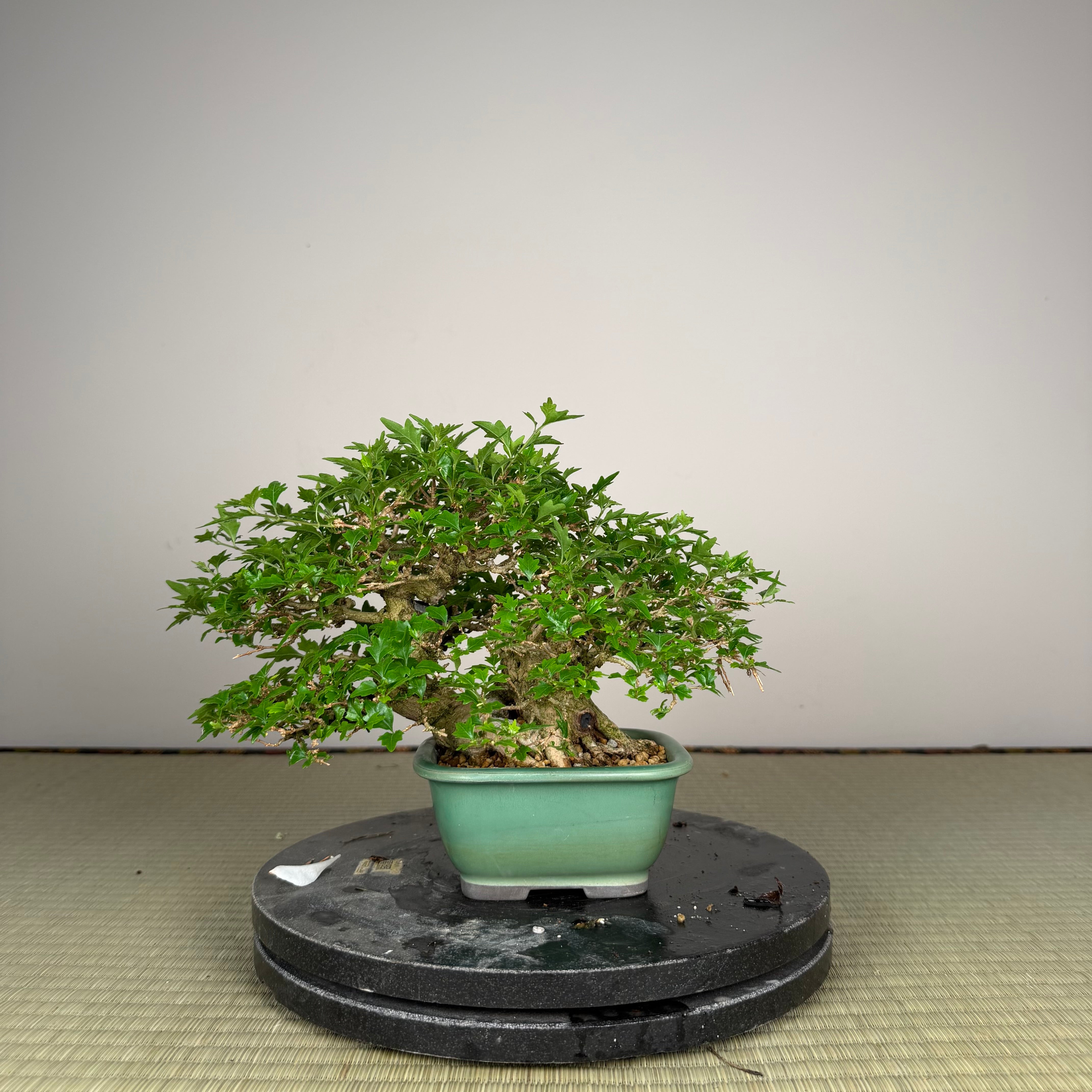 Premna japonica
