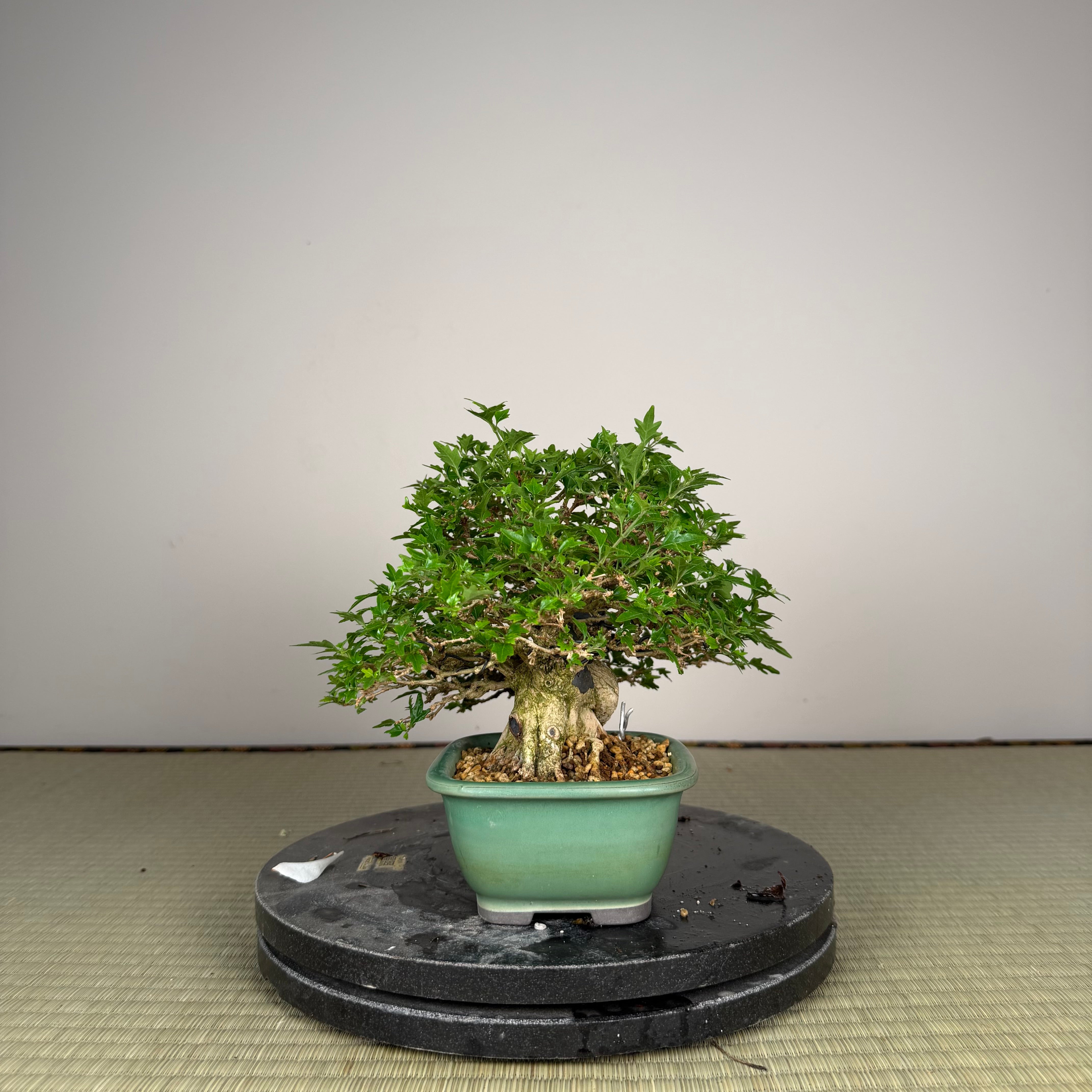 Premna japonica