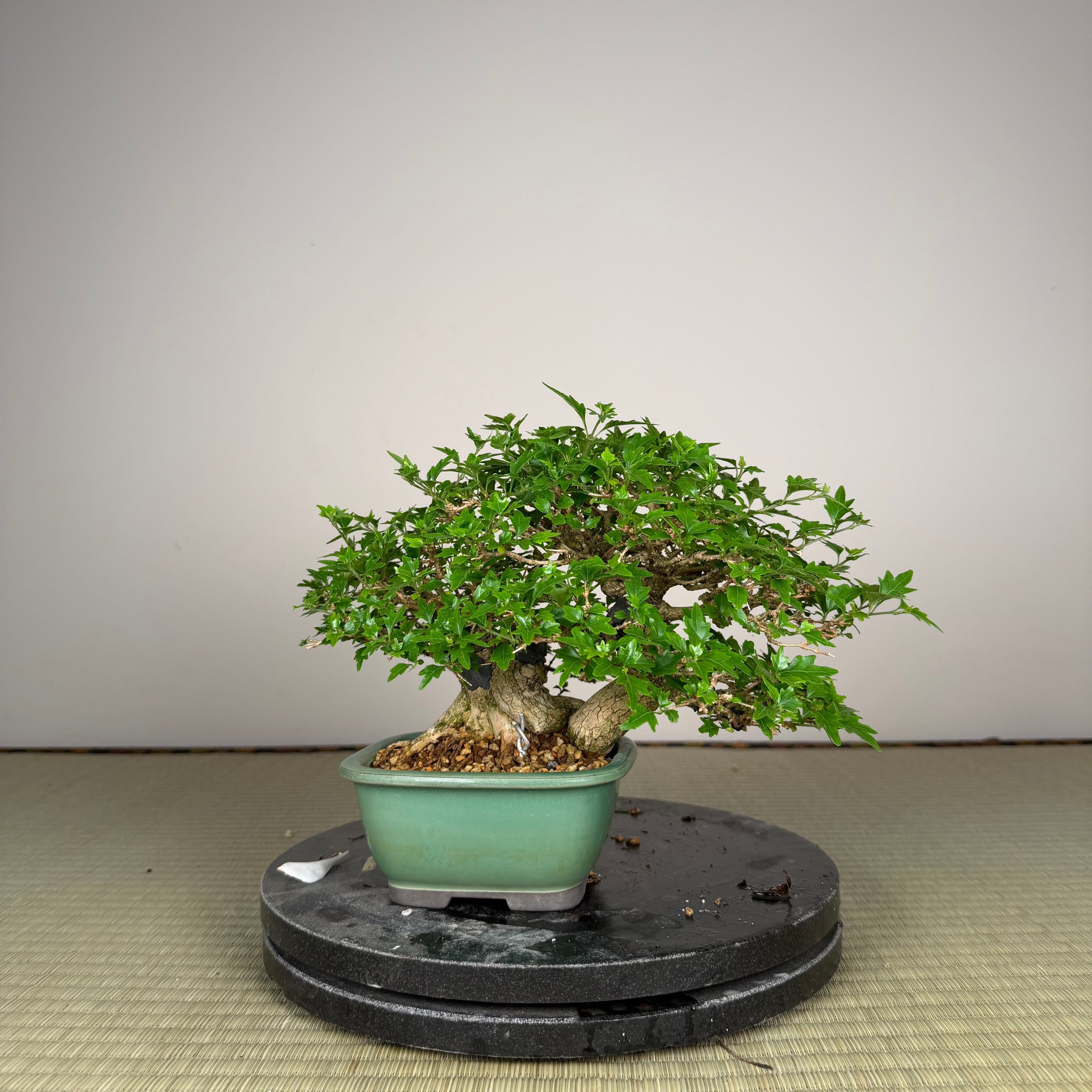Premna japonica