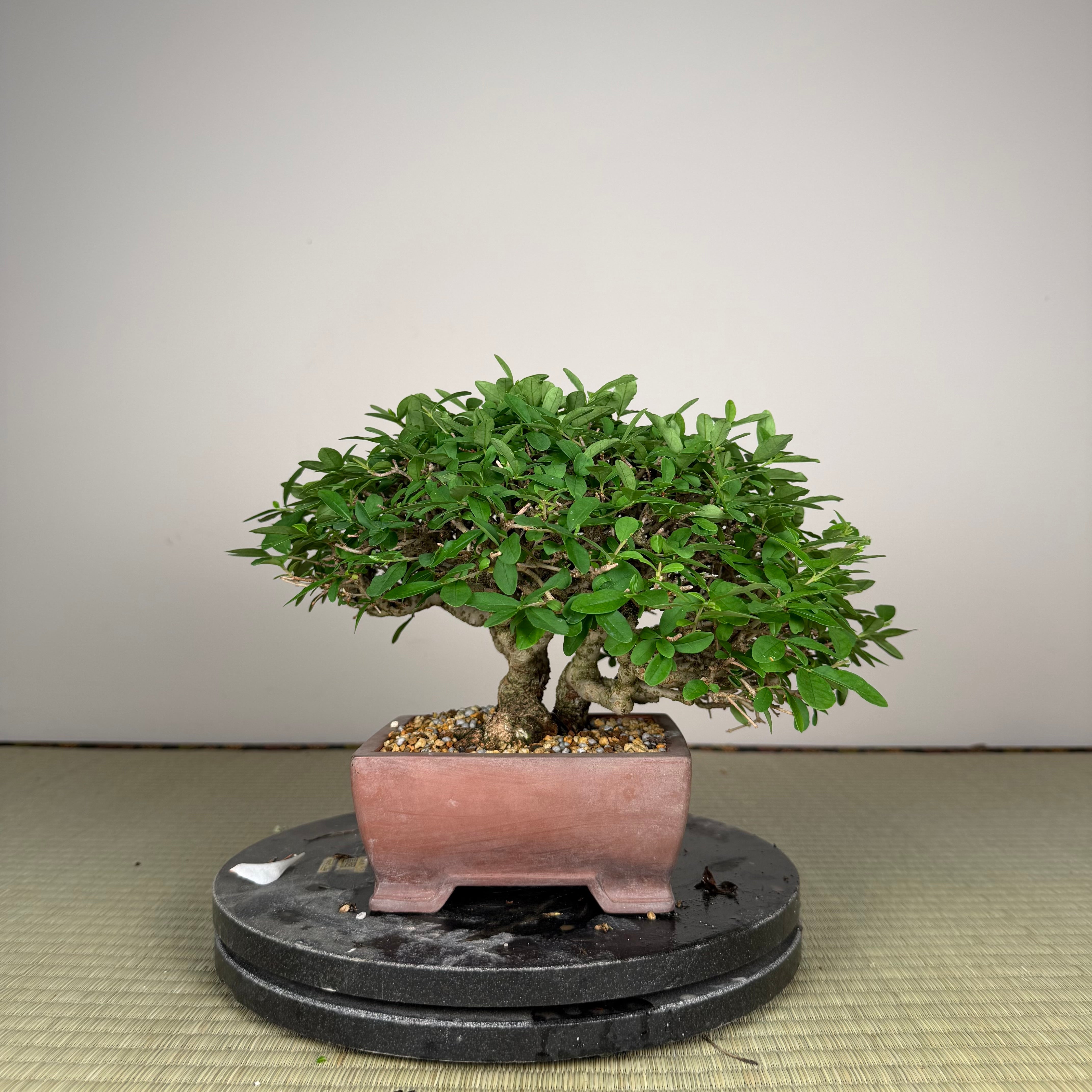 Ligustrum
