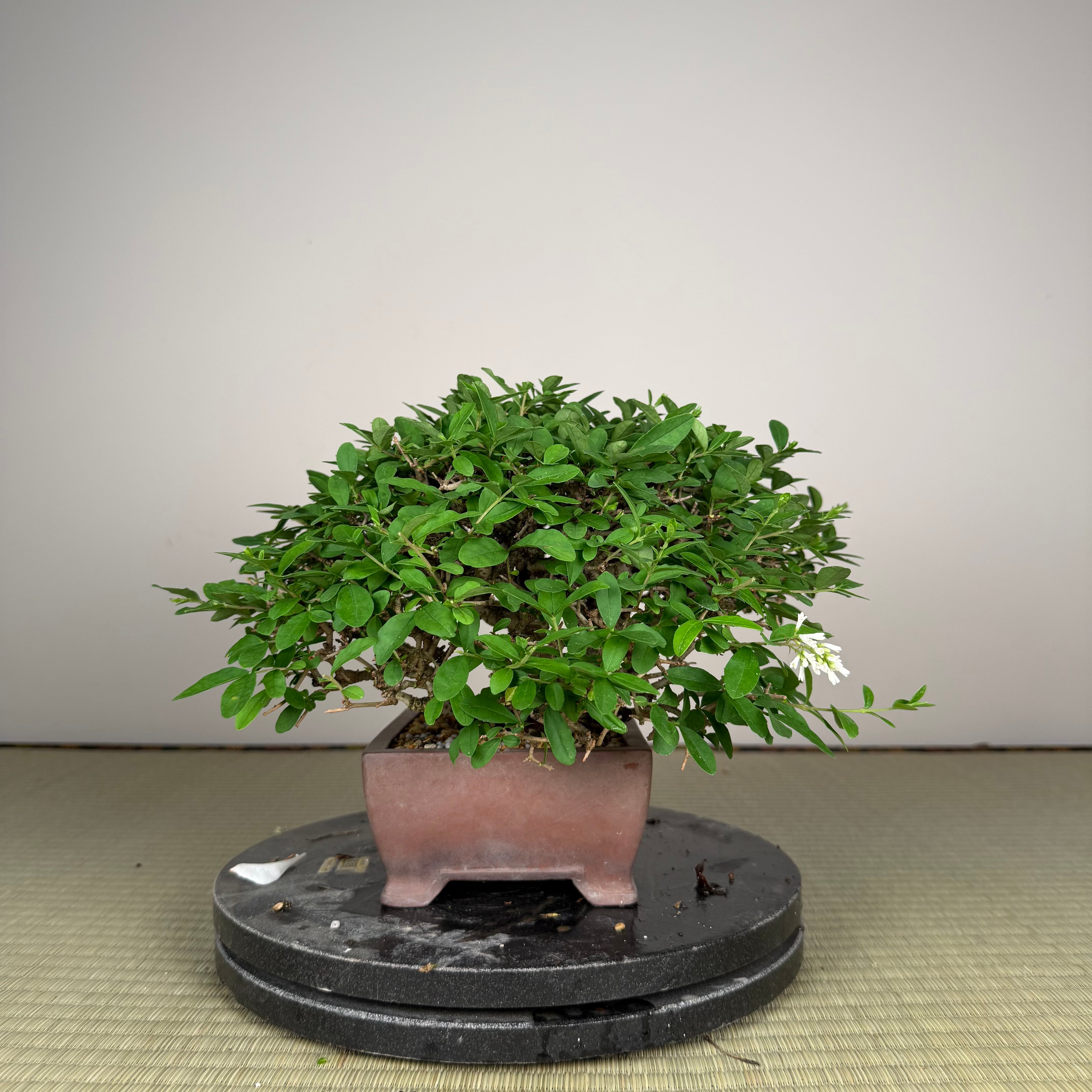Ligustrum