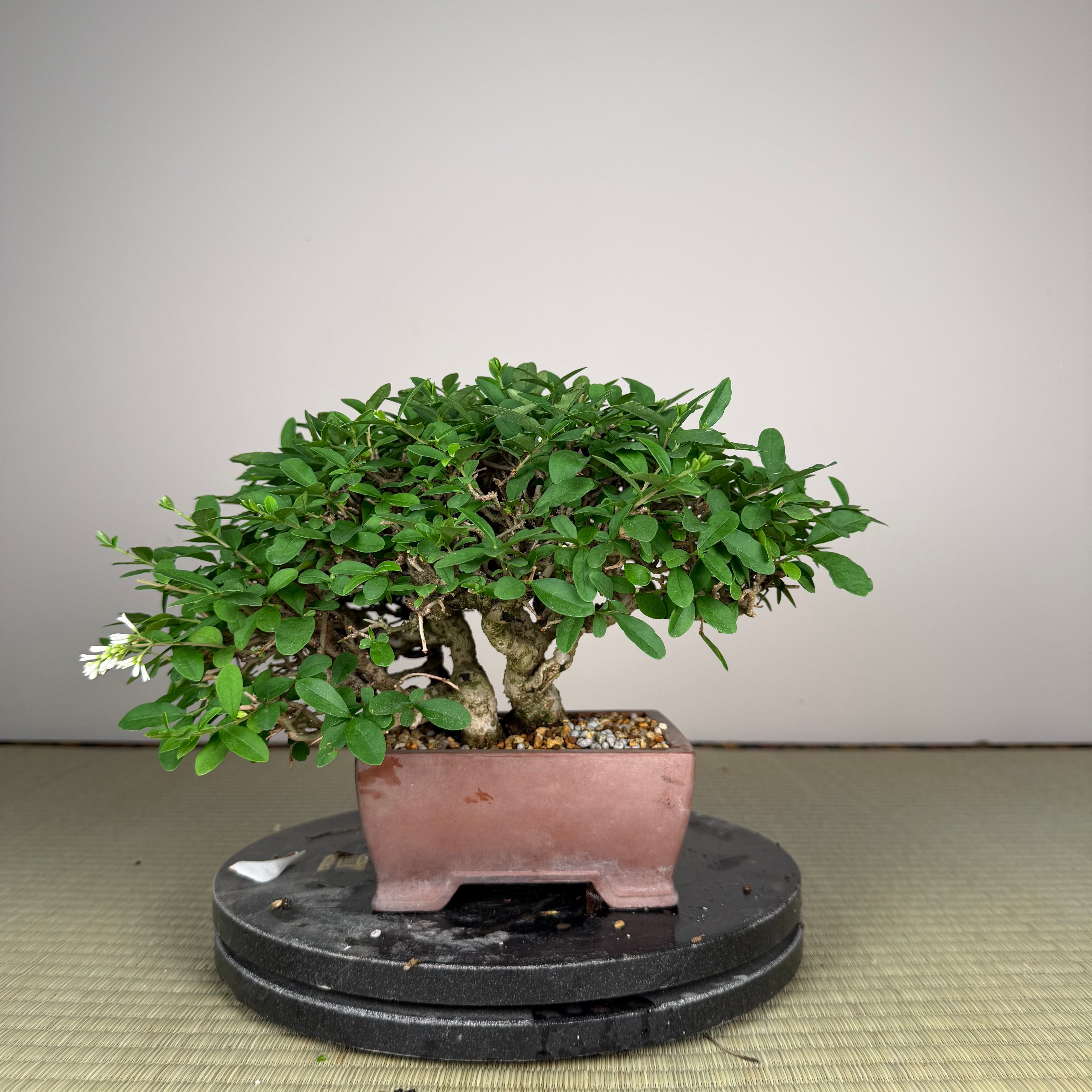 Ligustrum