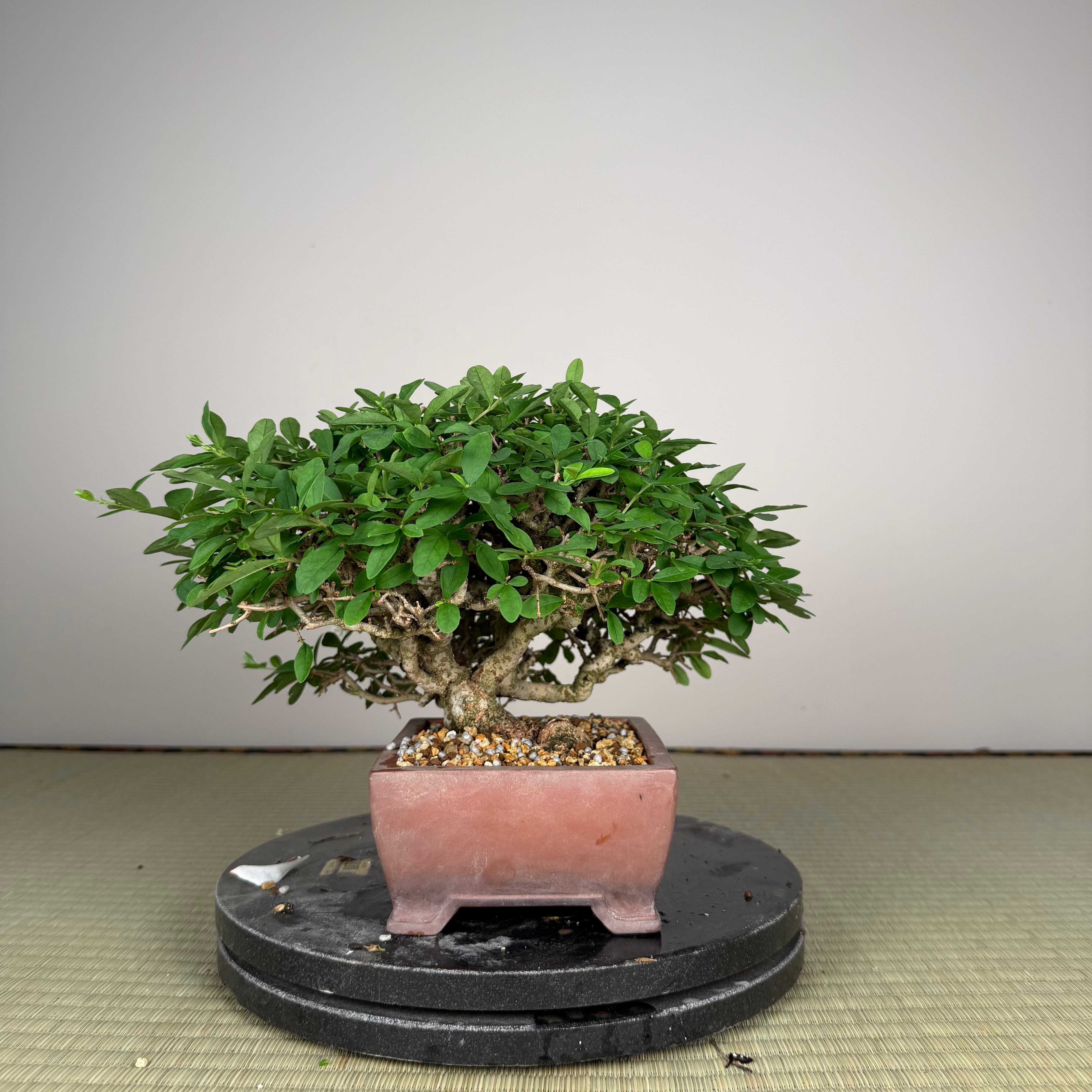 Ligustrum