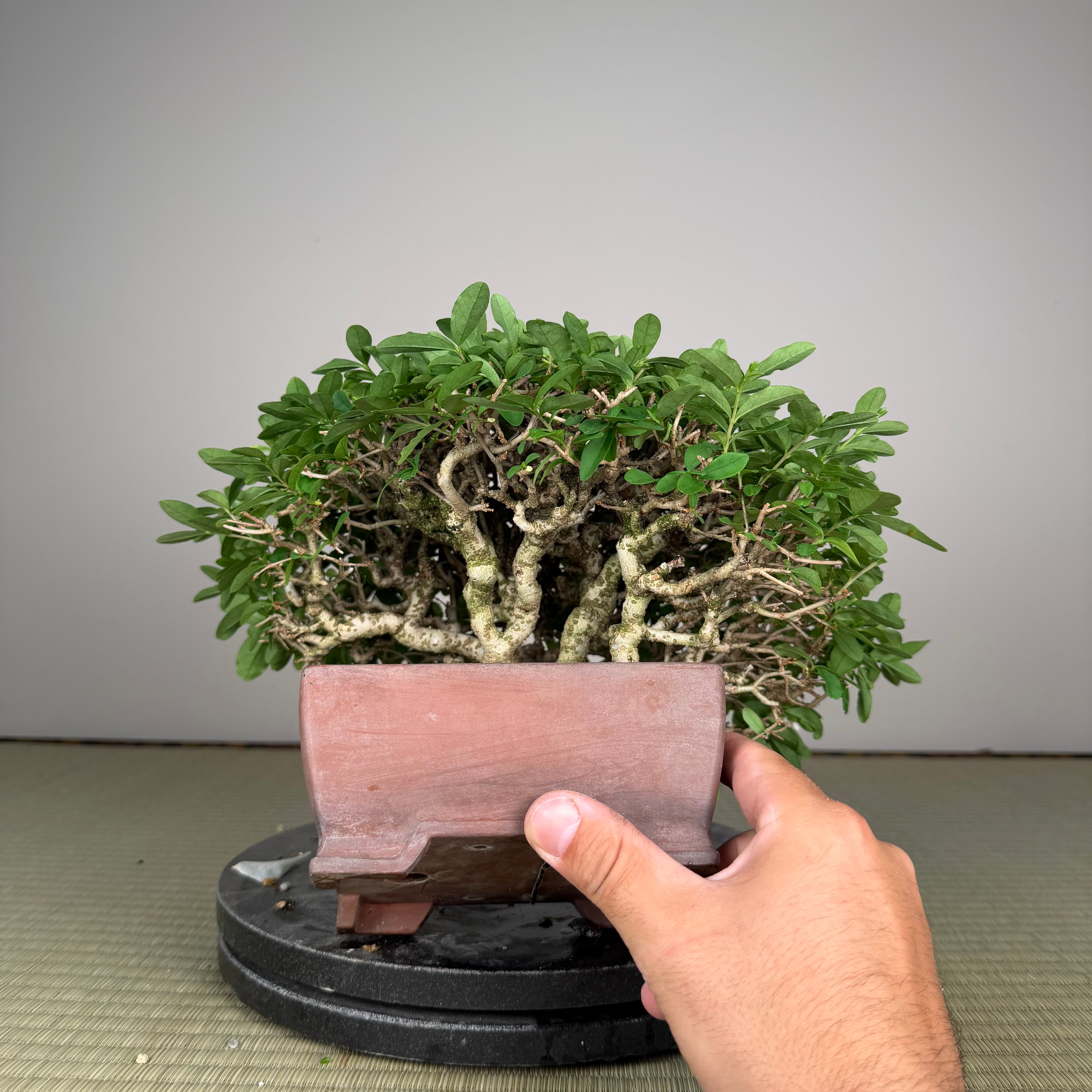 Ligustrum
